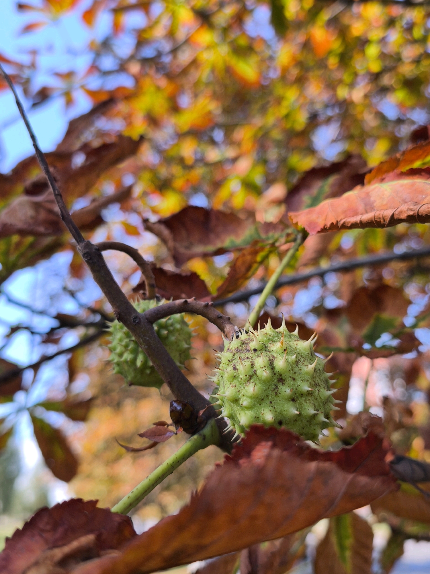 A close-up, low-angle shot shows a spiky green conker on a branch, with autumnal foliage in the blurred background. The conker is green and covered in sharp spines. A second, less distinct conker is visible behind it. The branch it hangs from is dark brown and has a rough texture. Several large, brown, dry leaves are in the foreground and background, some with serrated edges. The background is a blur of warm autumn colors – oranges, yellows, and some hints of green – interspersed with patches of bright blue sky. The overall impression is of an autumn scene in nature. This scene is not located in the city of Mahilyow, Belarus.