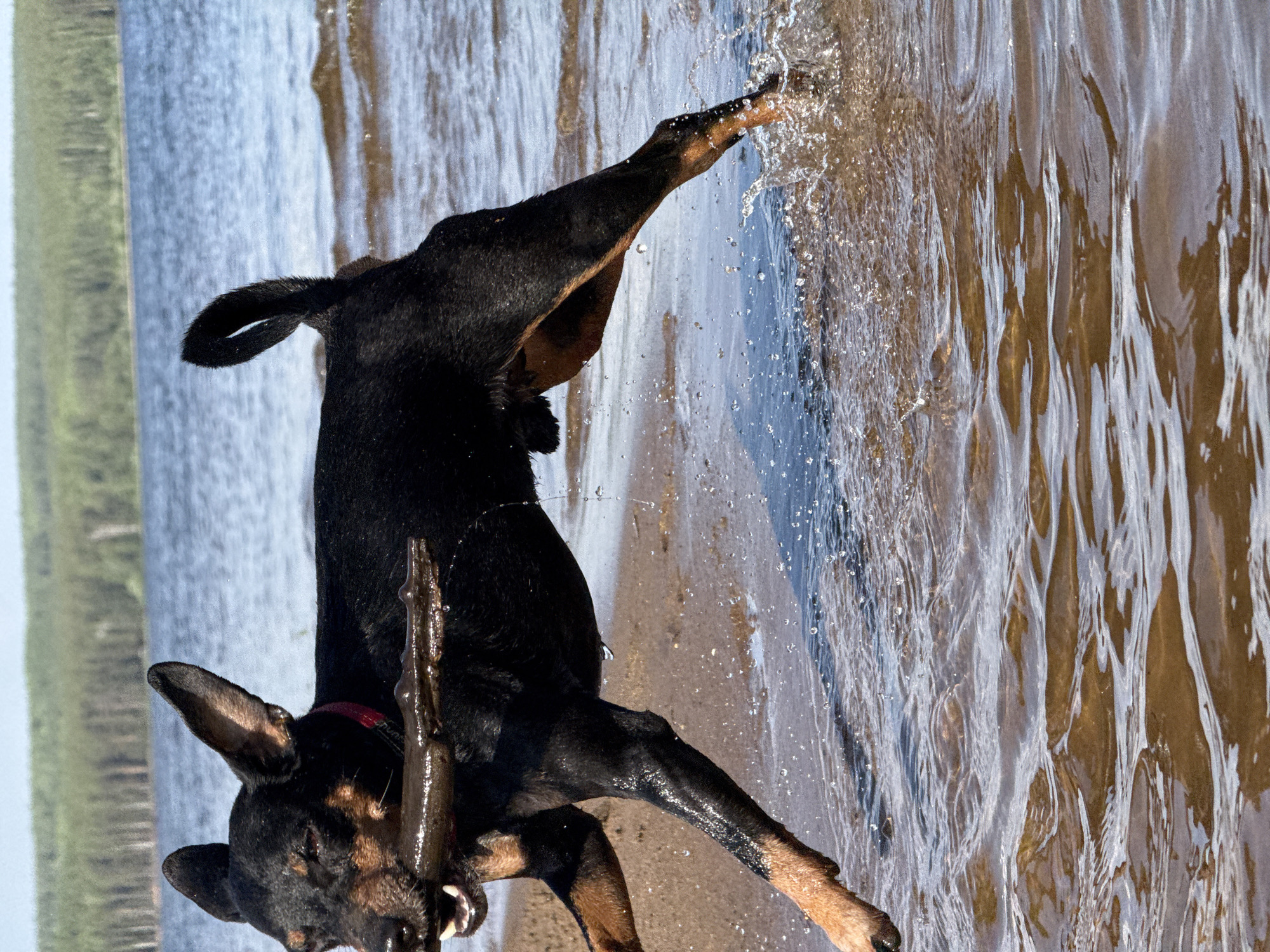 A black and tan Doberman Pinscher dog stands on a sandy shoreline, facing left, with a stick in its mouth. It reaches its front right paw into the water, causing splashes. The water, colored light brown, extends right, suggesting a river or lake. Beyond the water, a shoreline with sparse green vegetation is visible. The photograph appears to be taken near the city of Chaikovsky, Russia.