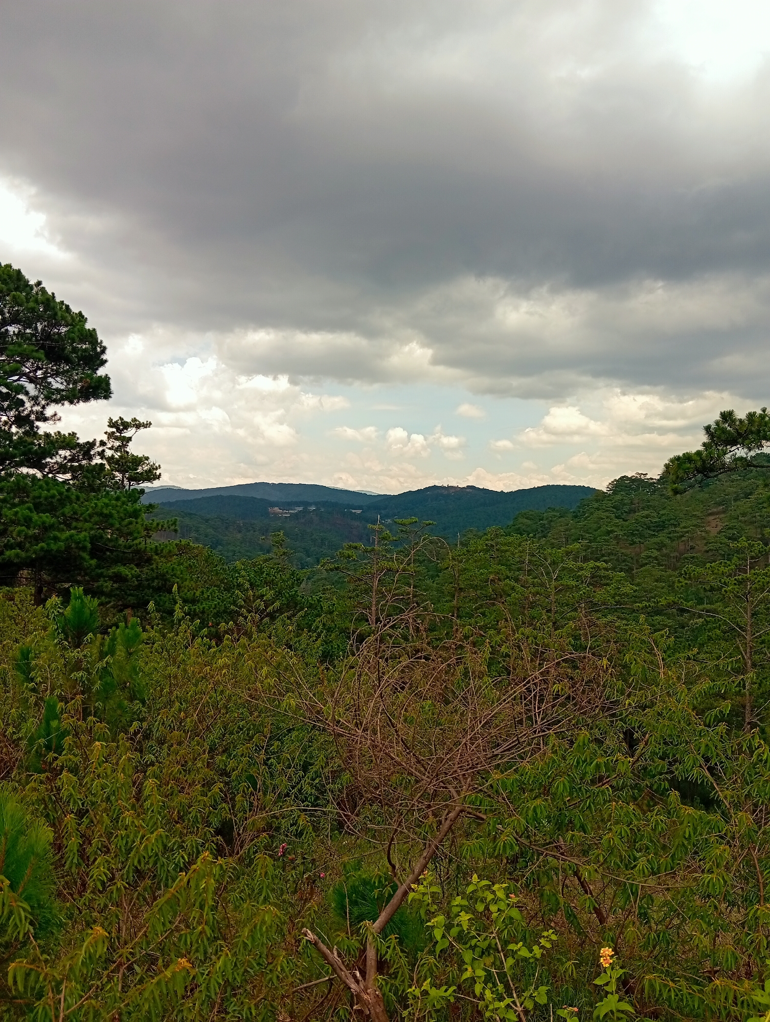 The image captures a landscape view of hilly terrain covered in dense green vegetation. The sky is overcast with heavy, grey clouds dominating the upper half of the image. A small patch of light blue sky is visible between the clouds. In the distance, the contours of rolling hills are visible, partially obscured by the trees in the foreground. The foreground consists of a variety of trees and shrubs, with some bare branches visible amidst the green foliage. A few yellow flowers are present in the lower right corner. The location is Unknown, Unknown.