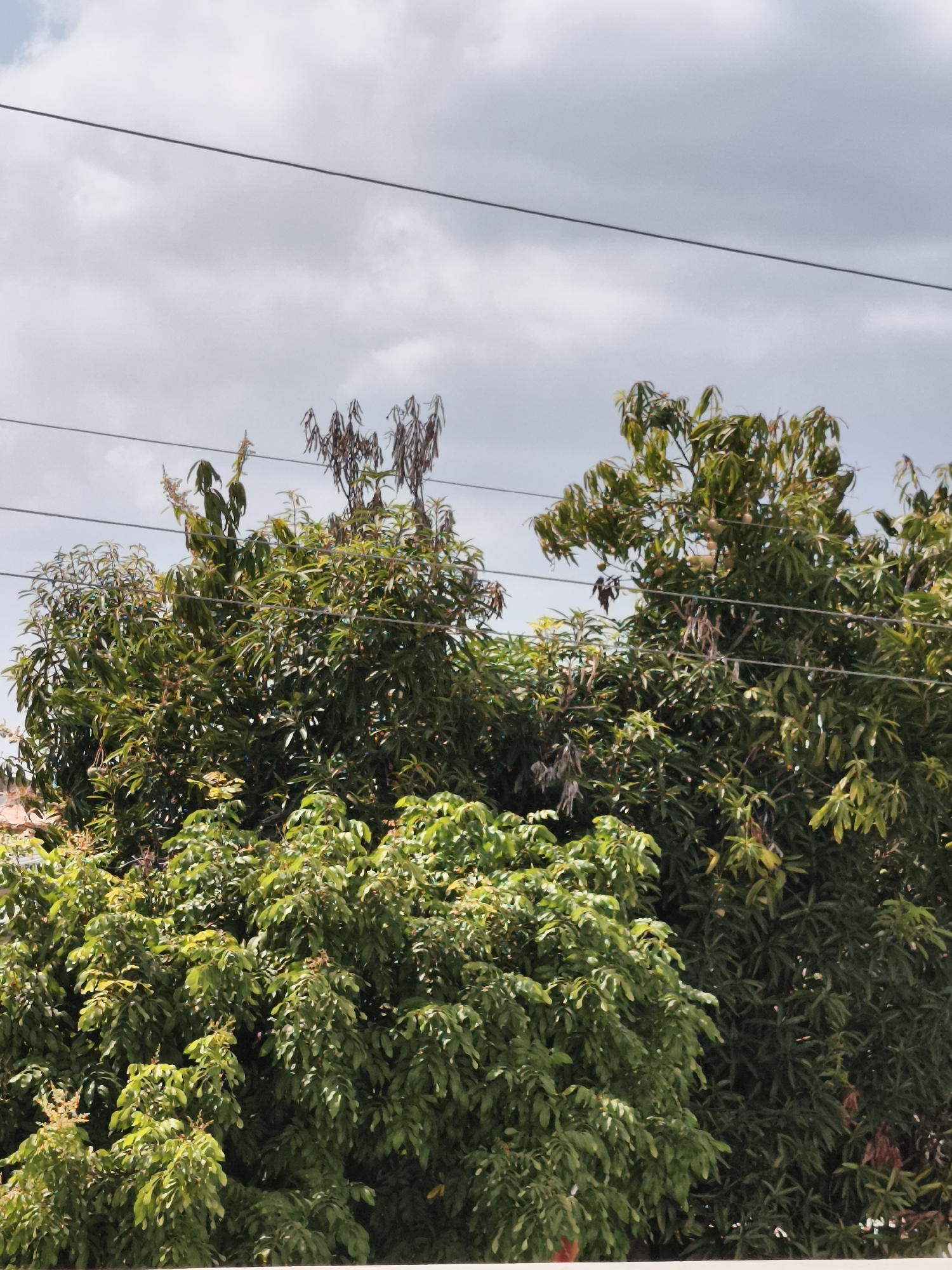 The image shows a close-up view of several trees with dense green foliage under a cloudy sky. Power lines are visible horizontally across the upper portion of the image. The trees appear to be a mix of species, with some bearing what look like small fruits. The lighting suggests it is daytime, possibly overcast. The scene is likely outdoors, and the lush greenery implies a tropical or subtropical climate. Without further context or specific landmarks, pinpointing an exact location within Yogyakarta, Indonesia, is not possible based solely on the visual information provided. However, the dense vegetation and appearance of the trees are consistent with many residential or natural areas within the city.