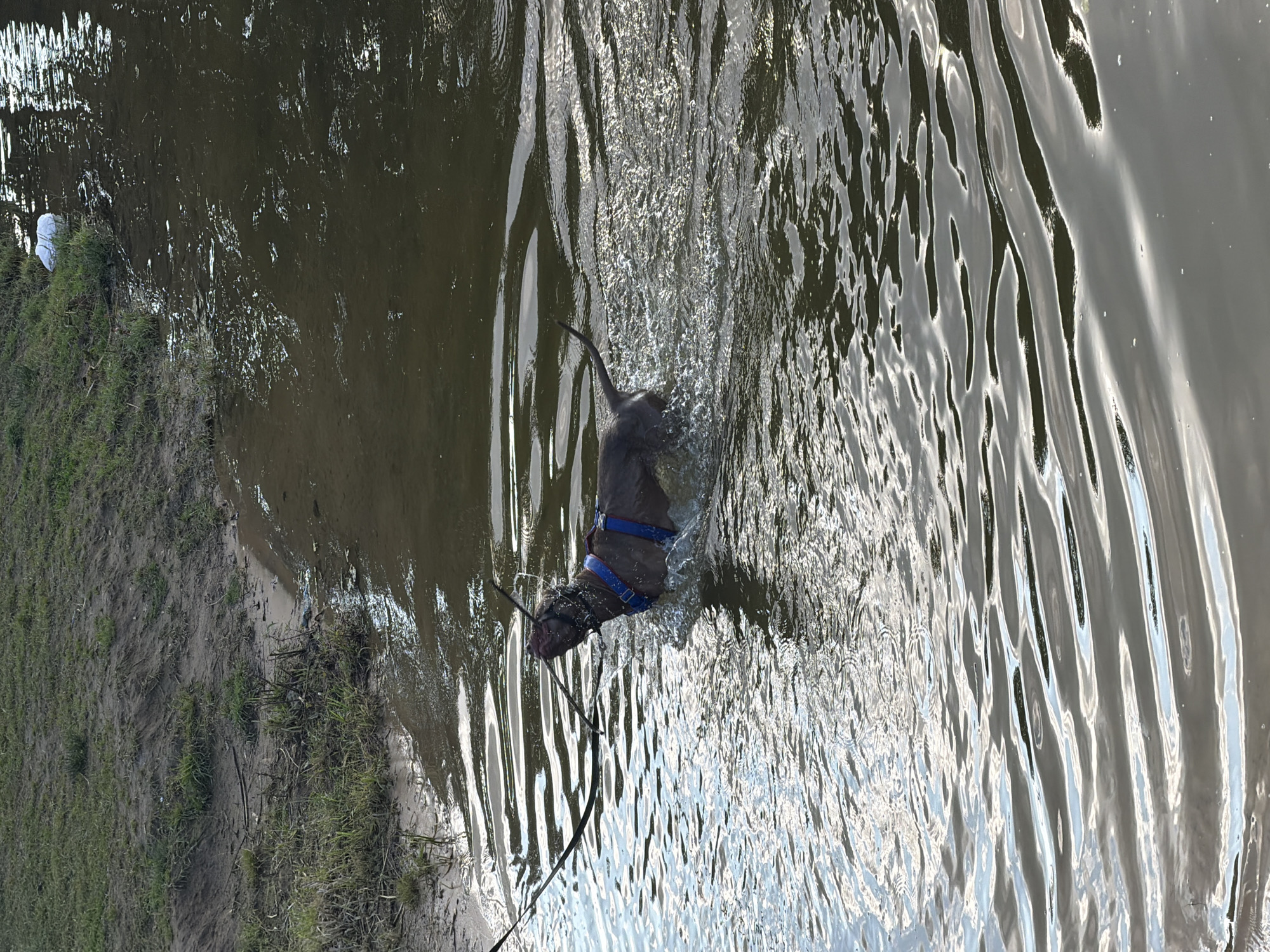A dog is playing in the water, holding a stick in its mouth. The dog is wearing a blue harness and is partially submerged in the water. The water is murky and appears to be a lake or river. The background shows a grassy bank with some vegetation. The scene is likely outdoors in a natural setting.