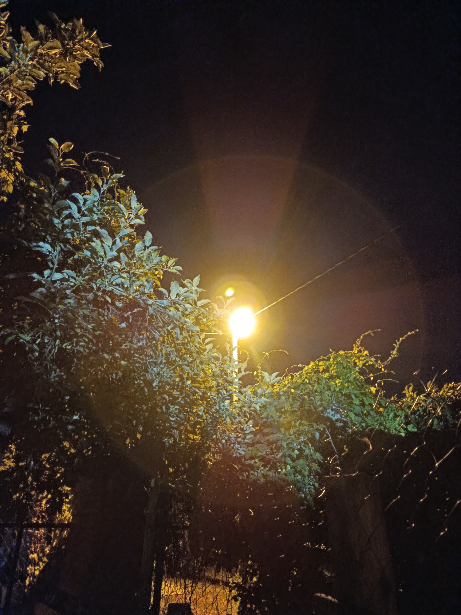The image depicts a nighttime scene in Vereya, Russia, illuminated by a street lamp. Lush green foliage, likely trees and bushes, is prominent in the foreground, with branches reaching towards the left and right sides of the frame. The street lamp, positioned slightly right of center, emits a bright yellow light, creating a halo effect and casting light onto the surrounding leaves. A wire or thin cable stretches diagonally across the upper portion of the image, originating from near the street lamp and extending towards the upper right corner. A chain-link fence is partially visible along the bottom and right edges of the image, with some of its posts and wires discernible. The background is a dark, night sky, with faint traces of light pollution visible around the street lamp. The scene appears to be an outdoor area, possibly a park, street, or garden, in Vereya. No people or animals are visible.