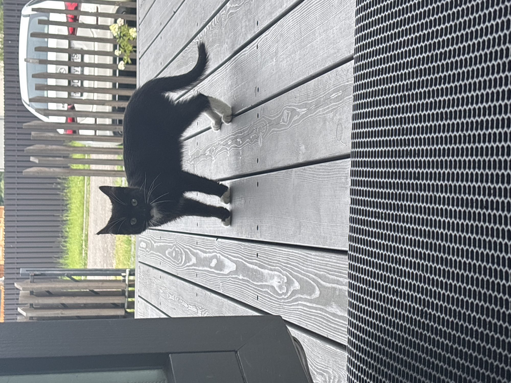 A black and white kitten with white paws stands on a grey wooden deck. The kitten is facing left, with its head turned towards the camera. In the background, a wooden fence and a white car are visible. The deck appears to be part of a private residence. The scene is outdoors, likely in a suburban or rural setting, given the presence of the fence and car. The image quality suggests it was taken with a mobile phone.