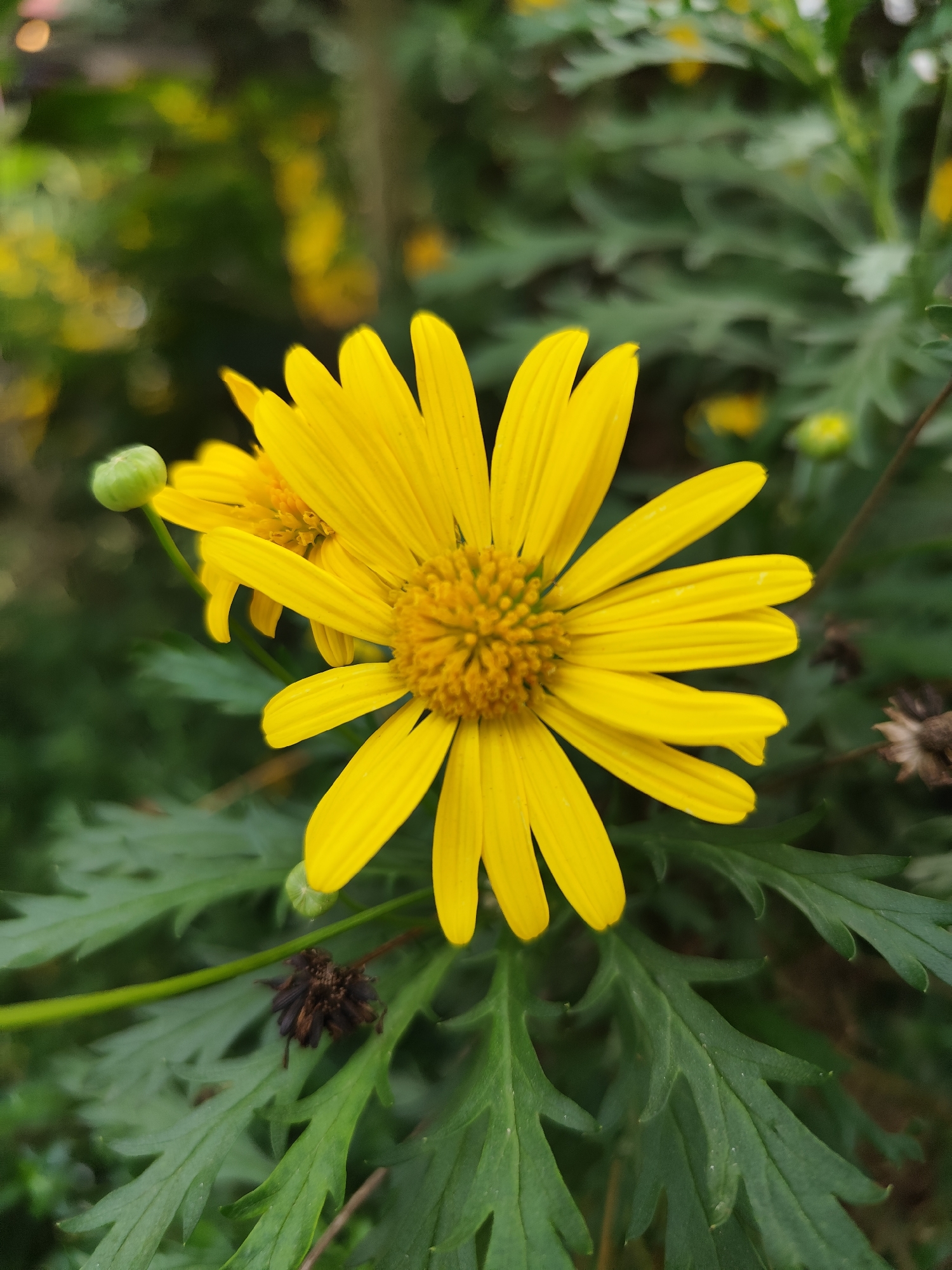 The image captures a close-up view of a yellow daisy-like flower with numerous petals arranged around a central disc. The flower is in full bloom, exhibiting a bright and vibrant yellow color. The surrounding foliage consists of green leaves with jagged edges, creating a lush backdrop. A flower bud is also visible, attached to a slender stem. The background is blurry, suggesting a shallow depth of field. The scene appears to be set outdoors in a garden. While the image doesn't provide specific information about Da Lat, Vietnam, the presence of flowers and lush vegetation is consistent with the city's climate and environment.