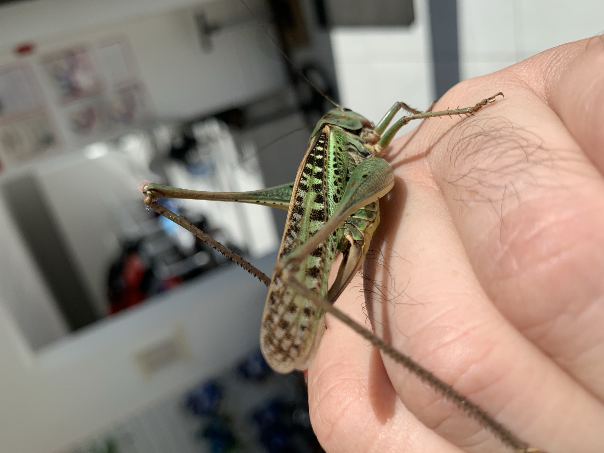 A close-up, slightly overhead shot shows a green and brown katydid resting on a person's hand. The katydid is positioned diagonally, with its body extending from the bottom left to the upper right of the frame. Its long, spiky hind legs are visible, with one leg extended upwards and the other resting on the hand. The katydid's body features intricate patterns of green and dark brown, with prominent black spots along its abdomen. Its wings are folded over its back, showing a camouflage pattern of mottled brown and green. The person's hand, with visible skin texture and fine hairs, forms the base for the insect. The background is blurred but suggests an indoor environment with white walls and what appear to be shelves or cabinets with various objects, possibly in Kropotkin, Russia. The lighting is bright, casting a shadow of the katydid onto the hand.