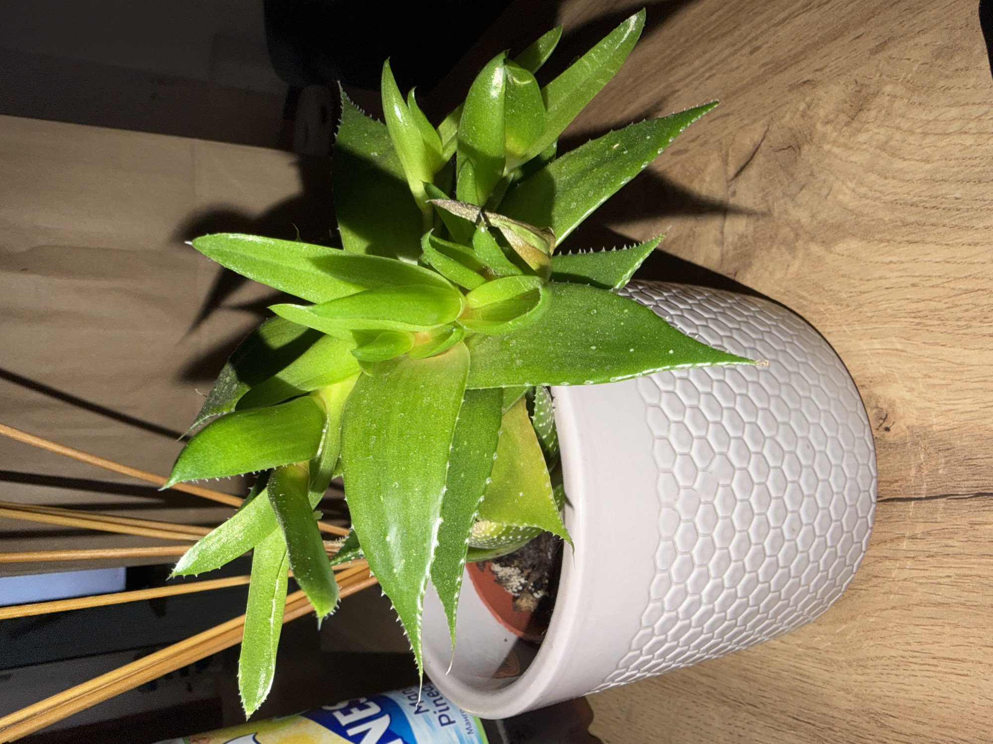 This image depicts an indoor scene in Plovdiv, Bulgaria, focusing on a potted plant. The central subject is a succulent-type plant with numerous thick, vibrant green leaves that are lanceolate in shape, tapering to a sharp, light-colored tip. The leaves exhibit small, scattered white spots across their surface and possess finely serrated or ciliate margins. Some of the lower leaves show a distinct yellowish discoloration. The plant is situated within a dark, terracotta-colored pot, which is then placed inside a larger, decorative light grey or off-white ceramic pot. The outer pot features a consistent raised hexagonal, honeycomb-like pattern across its entire visible surface.
The pot rests on a light-colored wooden surface, likely a table, characterized by visible grain patterns and minor surface wear. To the immediate left of the plant, a partial view of a bottle with a blue and white label is visible, displaying the text "NES" and "Man Pineap" (suggesting "Mango Pineapple"). In the background, several thin, elongated, light brown cylindrical sticks are arranged vertically, potentially part of a fragrance diffuser or a decorative element. Behind these sticks and to the right, a crumpled brown paper bag or similar textured material is present, casting distinct shadows. The scene is lit, likely by an artificial light source from the left, creating pronounced shadows cast by the plant and sticks against the background. No people are visible in the image, and no specific actions or interactions are depicted.