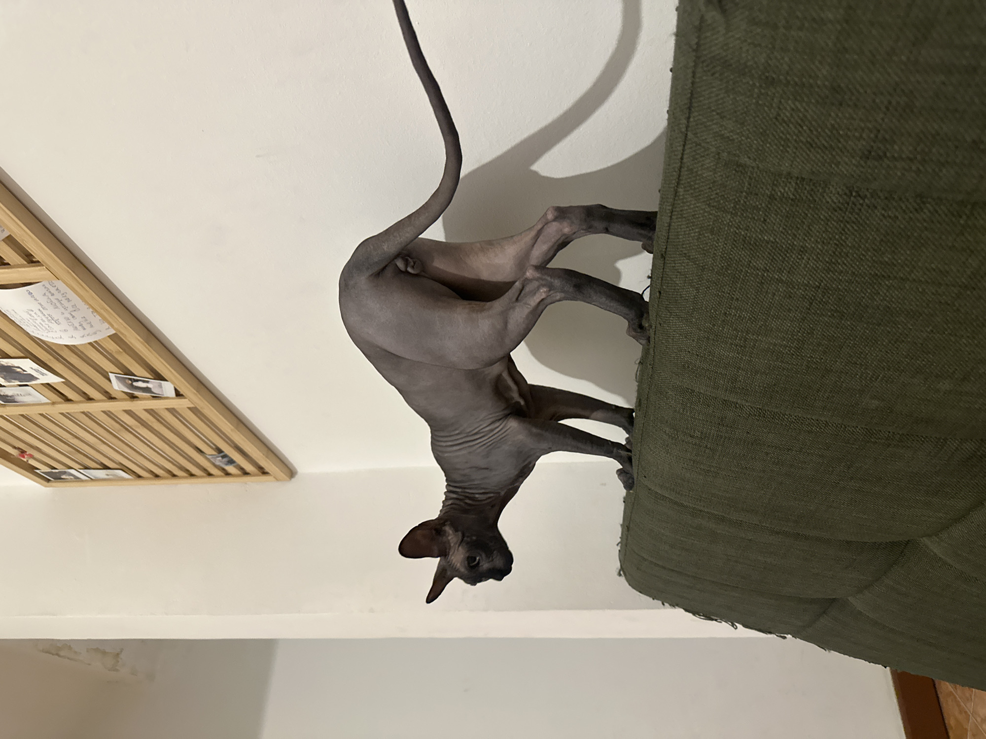 A hairless cat with dark skin stands on the top of a green upholstered couch. The cat is positioned in a sideways view, facing left, with its body curved and its tail extended to the right. The cat's head is lowered, suggesting it is looking down or at something in front of it. The background consists of a white wall with a wooden memo board attached to it, displaying several small photos and papers. The lighting creates a shadow of the cat on the wall. The scene appears to be indoors, in a residential setting. The location is not specified to be in Budva, Montenegro.