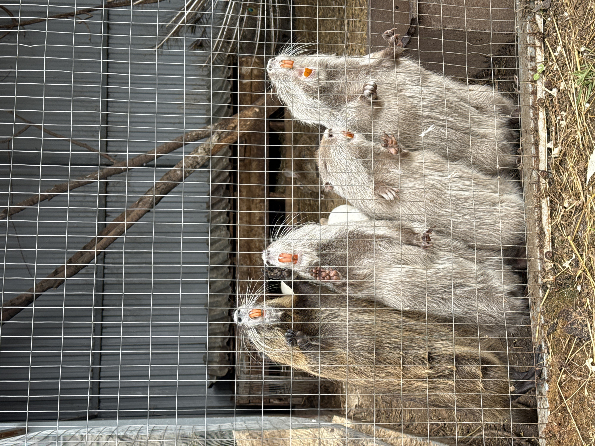 The image depicts four coypus behind a wire mesh fence. The coypus are stacked vertically. The coypu at the bottom of the stack is a darker brown, while the rest are lighter gray. The animals are positioned with their heads tilted upwards. They are in a cage at an unknown location in Vereshchagino, Russia.
