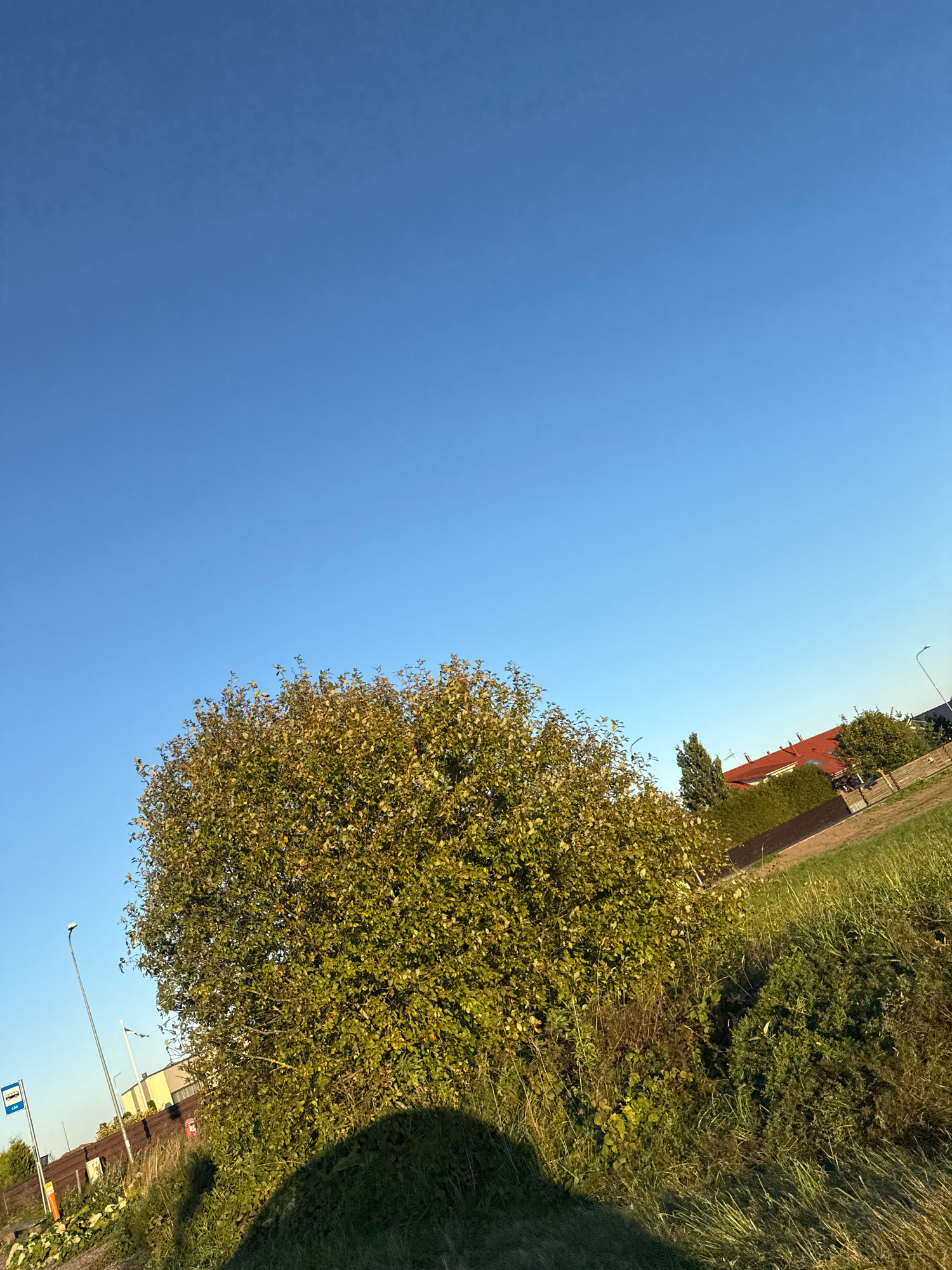 The image depicts a scene in Peetri alevik, Estonia, under a clear blue sky. In the foreground, a large, leafy tree dominates the left side, casting a shadow on the ground. To the left of the tree, a bus stop sign with the number "150" is visible, accompanied by a lamppost. Further into the background, a brown wooden fence separates the grassy area from a neighboring property. Beyond the fence, houses with red roofs and green trees are present. The overall environment is a mix of natural greenery and residential infrastructure.