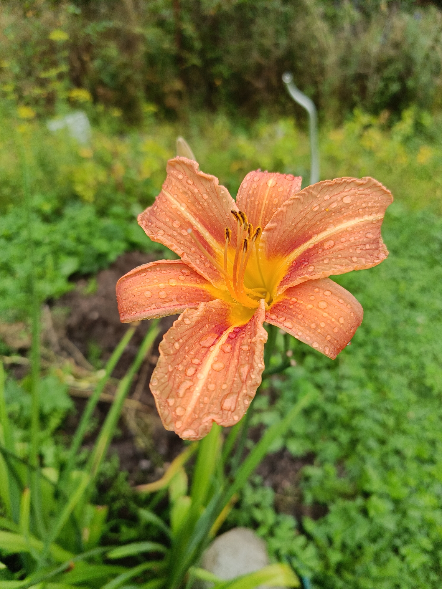 An orange lily flower with water droplets on its petals is in focus, with a blurred background of greenery and a metal pole. The scene is likely a garden in Vishnovka, Russia. The image captures the delicate texture of the flower and the surrounding natural environment.