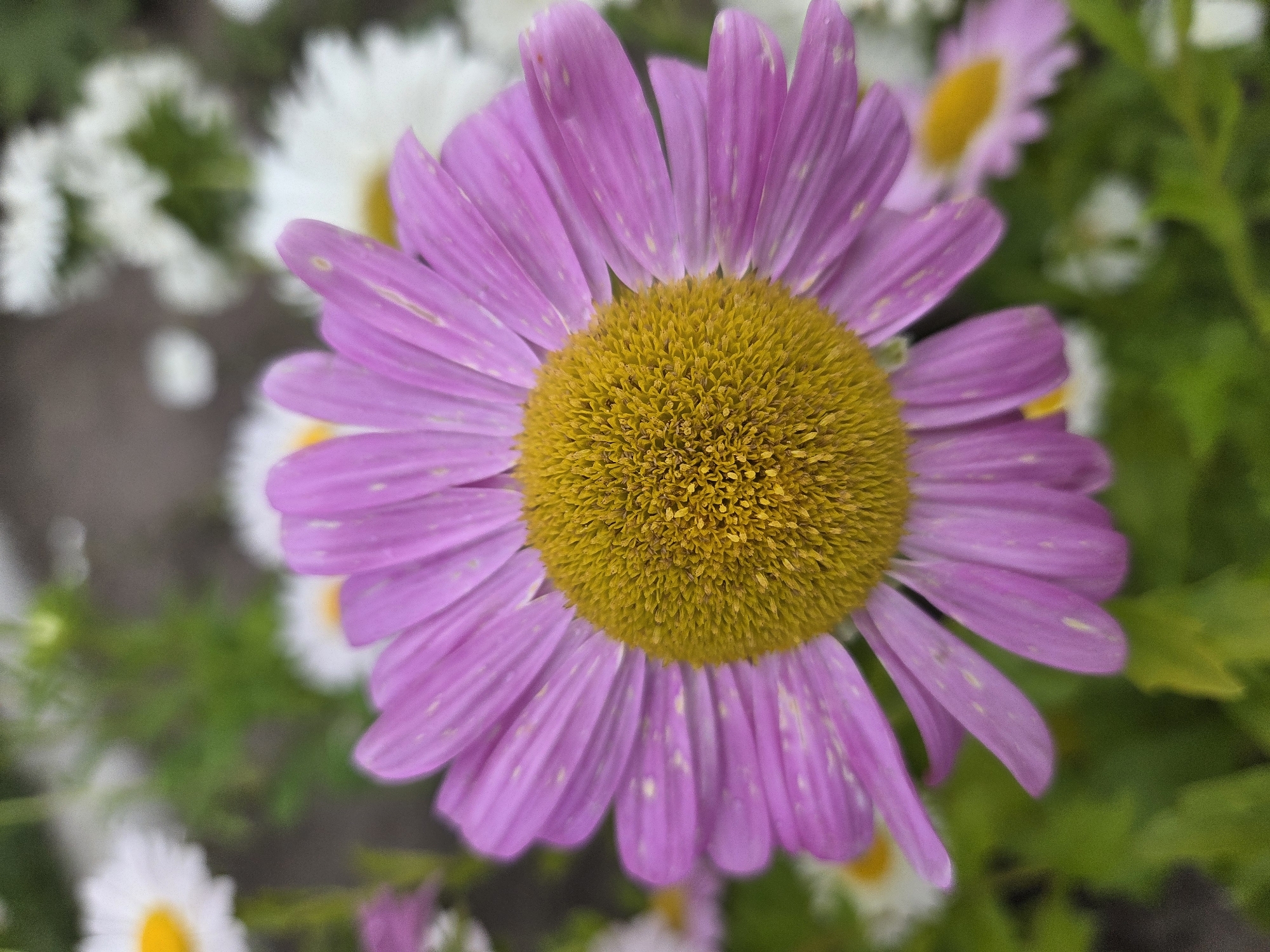 The image is a close-up, vertical shot of a vibrant pink daisy with a yellow center. The flower is in focus, with its petals spread wide and the intricate texture of the center clearly visible. In the background, other daisies, some white and some pink, are softly blurred, suggesting they are part of a garden or a field. The leaves and stems of the plants are a deep green, creating a lush backdrop. There are no people or any indication of urban or specific geographical features. The image does not provide any information that would allow for identification of a location in Ulyanovsk, Russia.