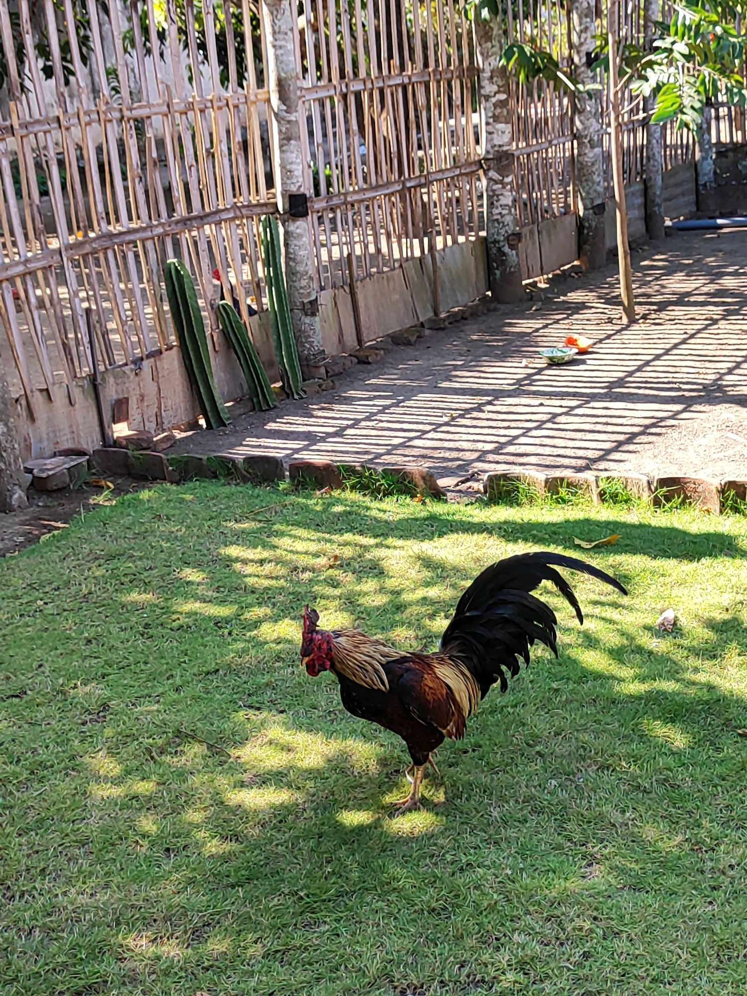 A rooster is standing on a grassy area in front of a bamboo fence. The fence is made of vertical bamboo poles tied together with horizontal bamboo strips. There are some trees and foliage behind the fence. The ground in front of the fence is made of dirt and gravel. There are some shadows cast by the fence and trees onto the ground. There are also two bowls on the ground, one containing an orange item and the other containing a green item. The image appears to be taken outdoors during the daytime. The location is identified as Kotakulon, Indonesia.