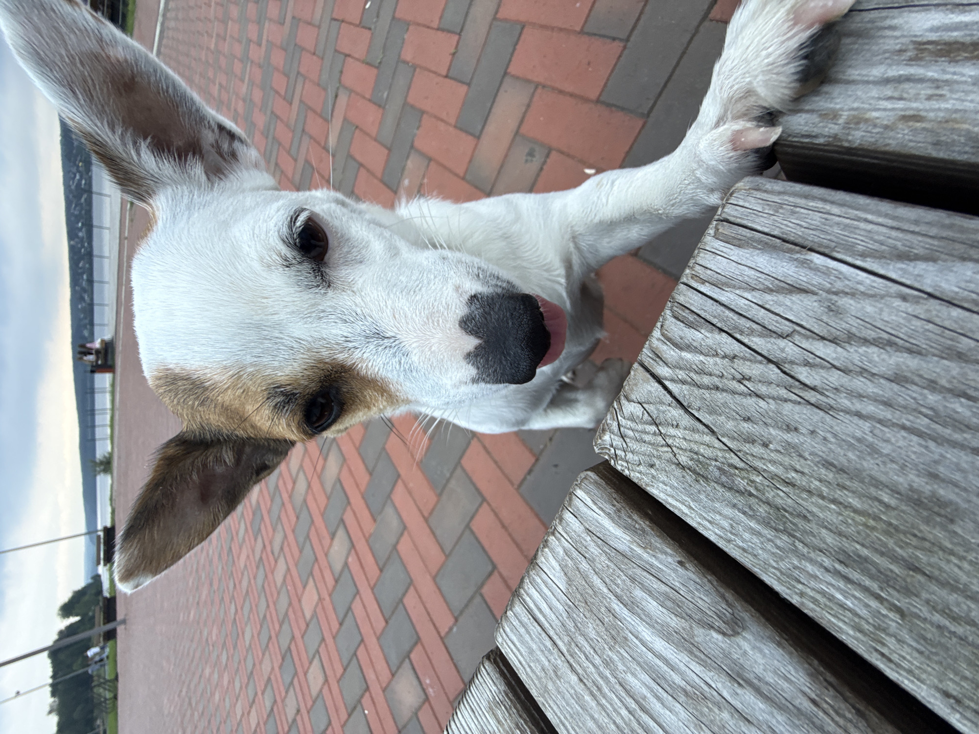 A close-up, low-angle shot captures a white and tan dog with large ears peering over a weathered wooden surface, likely a picnic table. The dog’s nose, which has a distinctive heart shape, is prominent in the foreground, with its pink tongue peeking out. Its eyes are dark and alert. Behind the dog, a red and gray brick pathway stretches into the background. Beyond the path, a body of water, possibly a reservoir or river, is visible under a cloudy sky. In the distance, along the far shore, a treeline and some buildings can be discerned. Several indistinct figures are seated on benches on the opposite side of the pathway near the water's edge. The scene appears to be an outdoor public space in the city of Lysva, Russia.