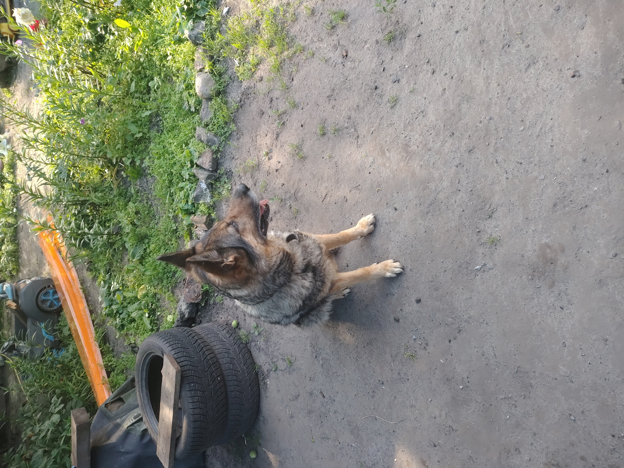 A German Shepherd dog sits on a dirt ground, facing right with its tongue slightly out. The dog has tan and gray fur. Behind the dog, to the left, are two stacked tires with a piece of wood on top. Further back, there is a small toy vehicle with blue wheels and an orange track. The background consists of green grass, plants, and some scattered rocks. The scene appears to be an outdoor area, possibly a yard or a rural setting in Bakhmach, Ukraine.