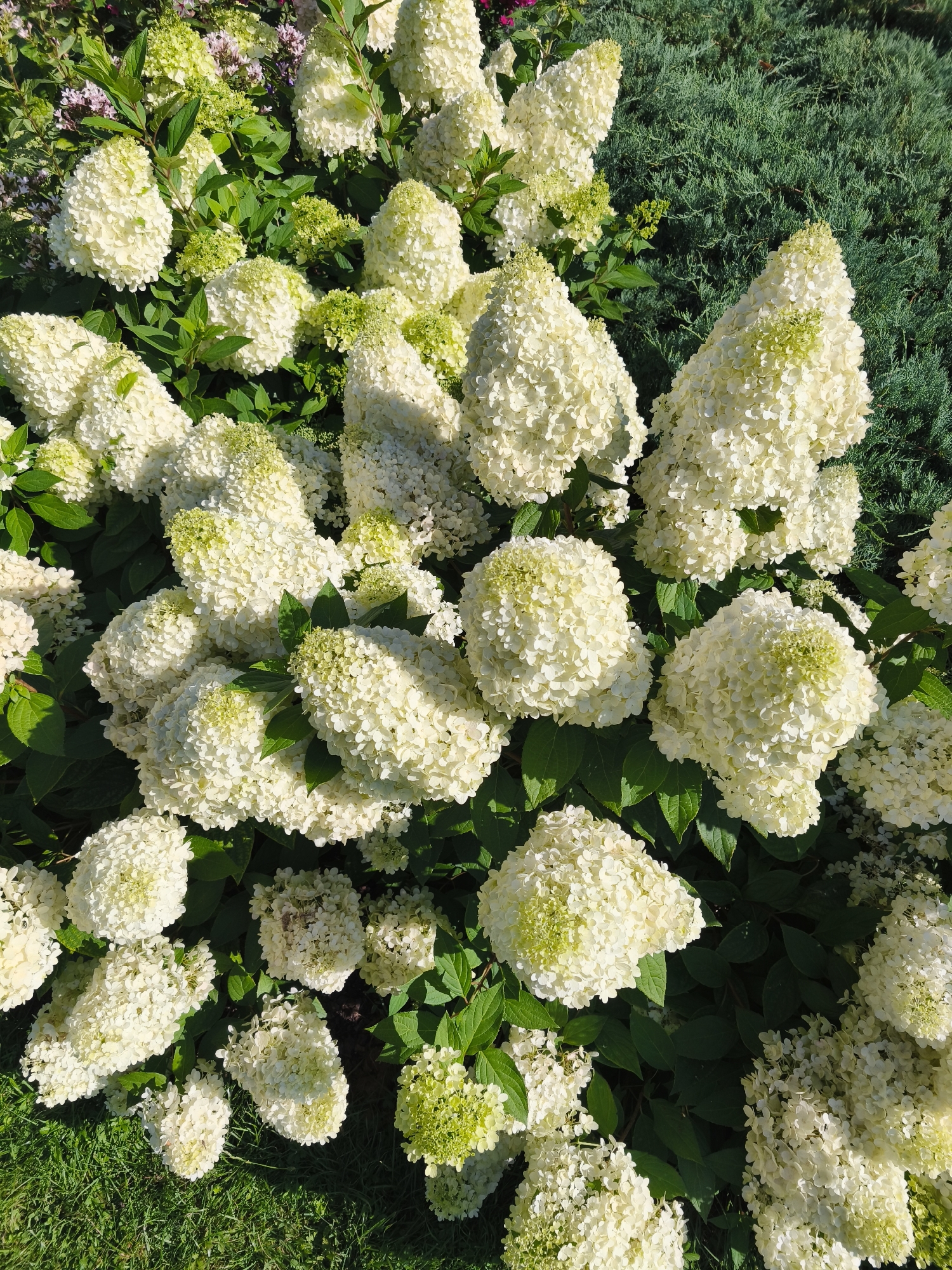 The image shows a close-up, high-angle view of a dense cluster of white hydrangeas, with some pale green accents at the tips of some flower heads. The hydrangeas are in full bloom, with large, conical and rounded inflorescences. Dark green leaves are visible beneath and between the flowers. In the background, to the right, there is a dense, textured area of dark green evergreen shrubbery, possibly juniper. To the lower left, a patch of well-maintained green grass is visible, with a shadow cast upon it. The lighting suggests it is daytime, likely with sunlight illuminating the scene from the left, creating highlights on the petals. The location is identified as the Vērmanes Garden in Riga, Latvia. There are no people, actions, or interactions depicted in the image.
