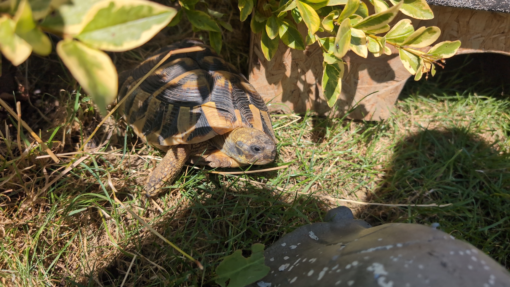 A tortoise is walking on grass near a wooden structure. The tortoise is facing to the right, with its head slightly lowered. Its shell is brown and black, and its legs are visible. The wooden structure is light brown and has a rounded opening. There are green and yellow leaves on a branch in the upper left corner of the image. The grass is green and appears to be in a garden. The scene is lit by sunlight, casting shadows on the ground. The location of this image is in Wimsheim, Germany.