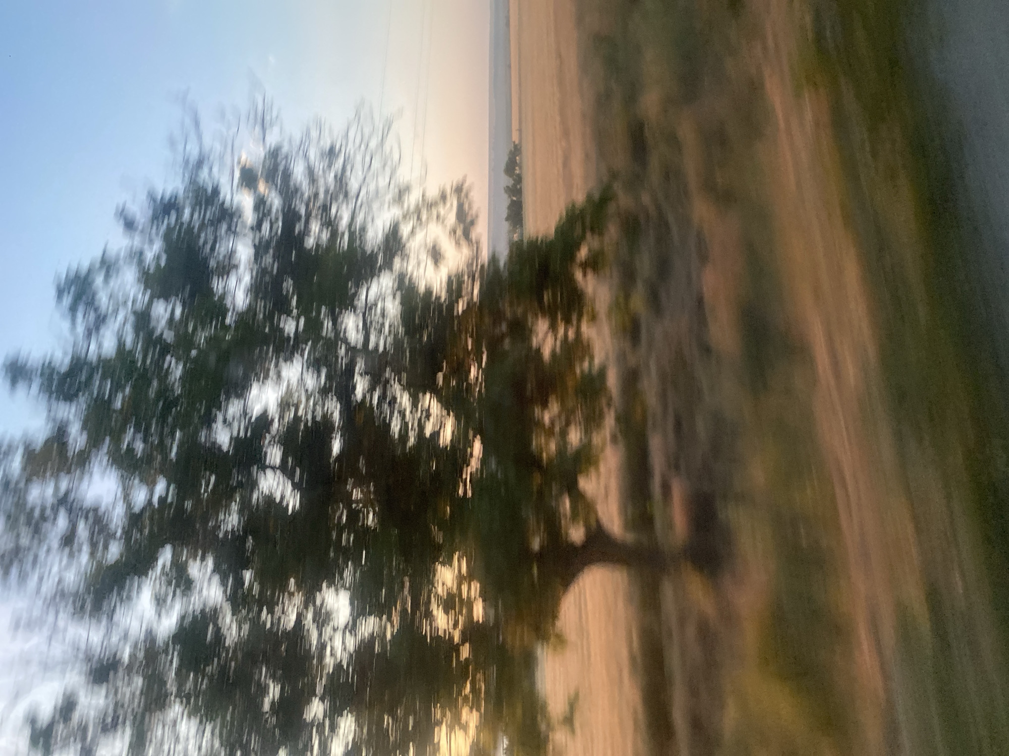 The image captures a blurred, motion-filled view of a rural landscape, likely taken from a moving vehicle. In the foreground, a single tree with dark green foliage is prominently displayed, its form distorted by the motion. Behind the tree, a vast, golden field stretches towards the horizon, suggesting it is a cultivated area, possibly wheat or barley, in a state of harvest or dry. The sky above is a pale blue, transitioning to a soft pinkish hue near the horizon, indicating either sunrise or sunset. A faint line of trees can be seen in the distance, bordering the field. The overall impression is one of movement through an open, agricultural landscape under a serene sky. The image is likely located in the vicinity of Balabanu, Moldova, given the characteristic rural scenery and agricultural fields common to the region.