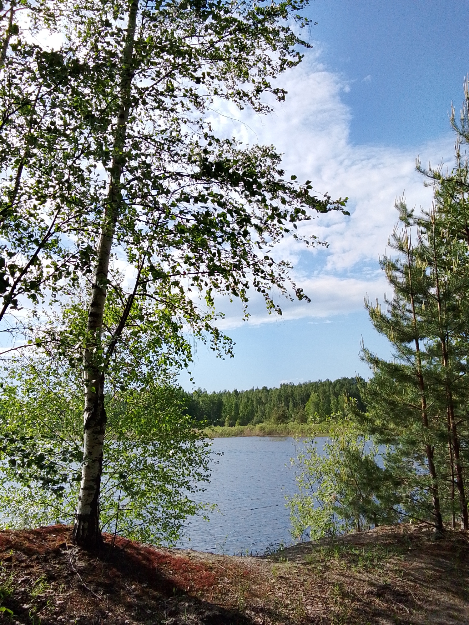 The image depicts a tranquil scene at a lake in 1-Go Maya, Russia. A birch tree with its characteristic white bark and green leaves dominates the left foreground. To the right, a cluster of pine trees adds verticality to the composition. The lake, reflecting the sky, stretches towards a distant treeline of green forest. The sky is partially cloudy, with patches of blue visible. The foreground consists of an earthen bank with some moss and vegetation. The overall atmosphere is calm and natural.