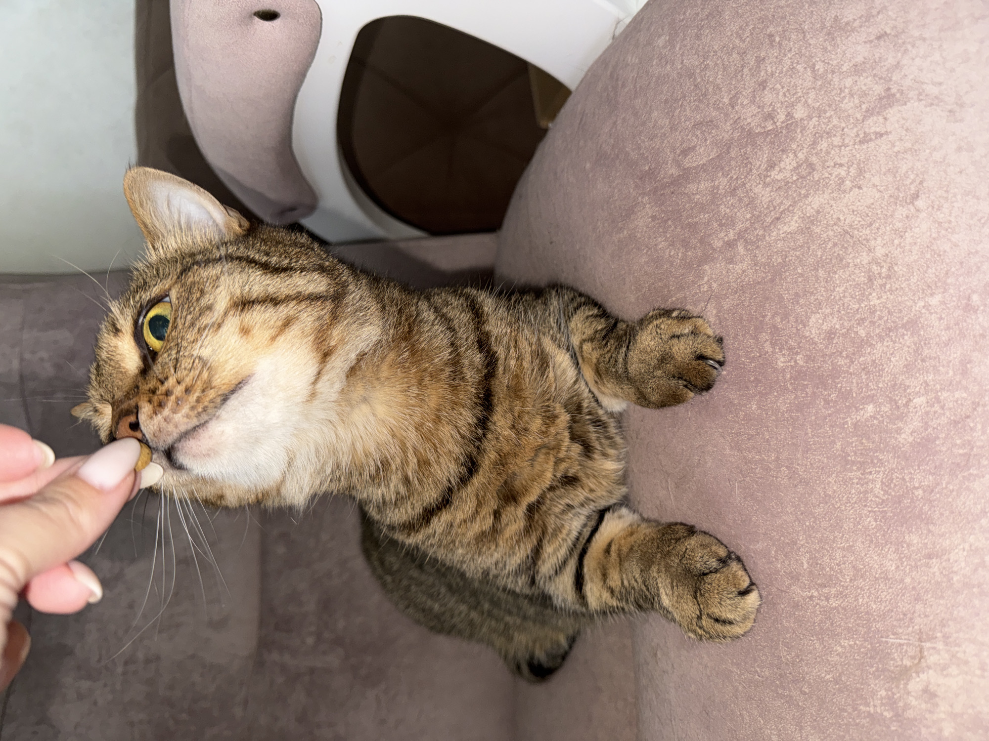 A tabby cat is lying on a mauve-colored upholstered surface, possibly a sofa or chair. The cat is oriented horizontally, with its head towards the left of the frame and its body extending towards the right. A human hand with manicured nails is offering the cat a small, round object, possibly a treat. The cat appears to be accepting the offering. In the background, there is a light-colored, arched structure. The photograph was taken in the city of Chaikovsky, Russia.