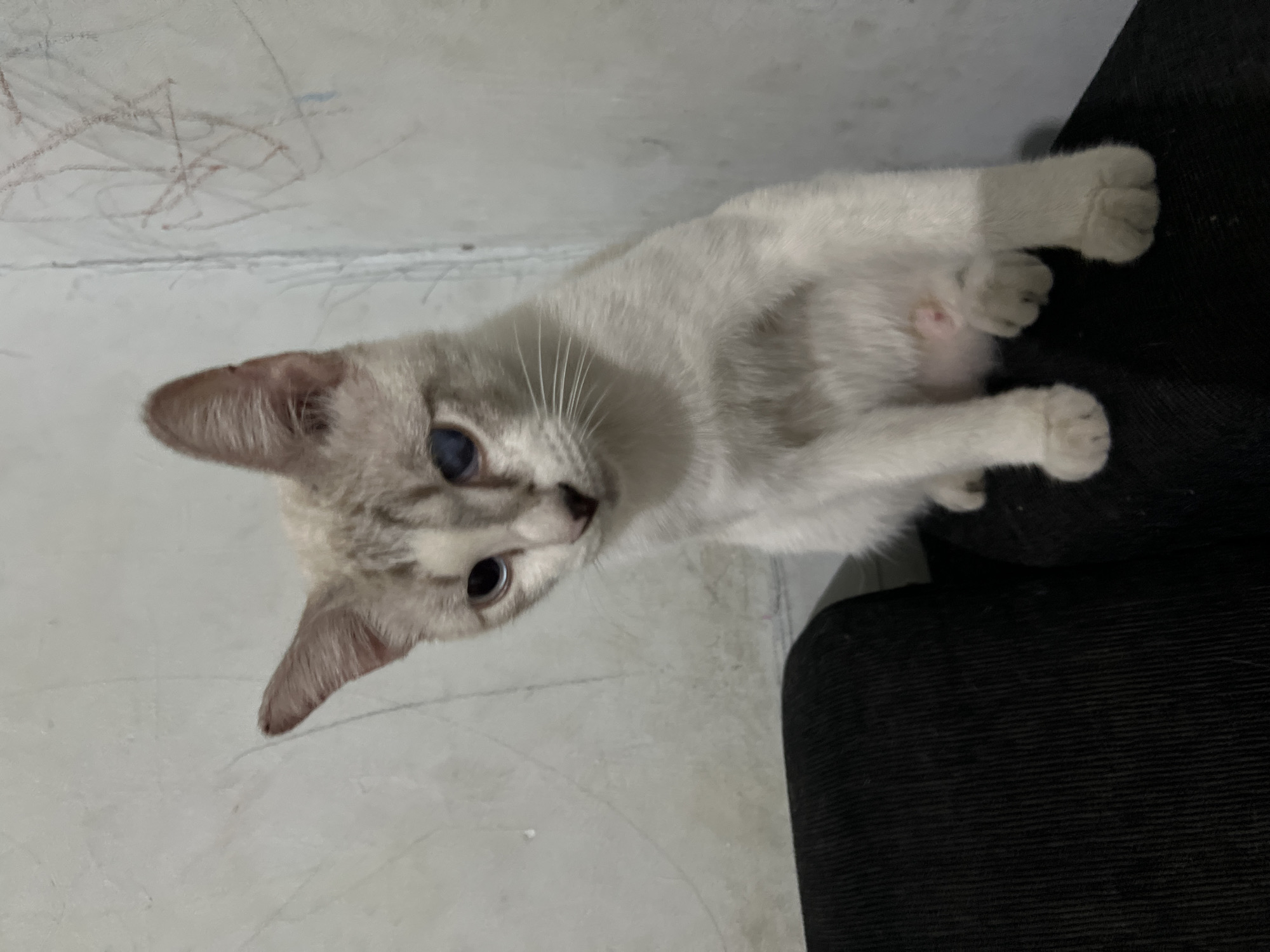 A young Siamese-mix cat with white and grey fur and blue eyes sits on a black couch in a room with a light grey, textured wall. The cat's left eye appears clouded or injured. Scuff marks, possibly from crayons, are visible on the wall in the upper right corner of the frame. The scene is indoors, likely in a residential setting. The location is Klapanunggal, Indonesia.