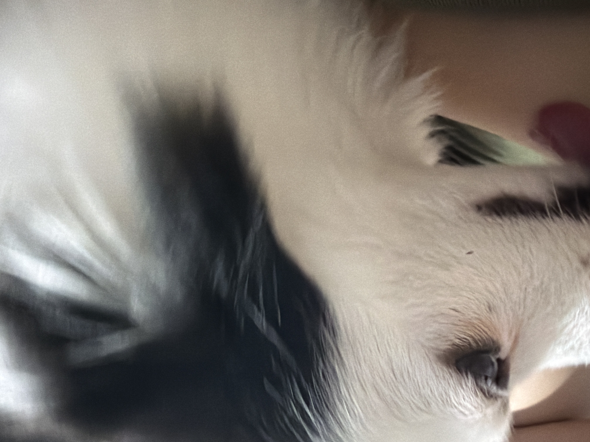 The image shows a close-up, profile view of a black and white dog. The dog's eye is visible, and it appears to be looking to the left. The dog's fur is white on the face and chest, with black markings on the head and back. Part of a human arm, likely belonging to the dog's owner, is visible in the lower left portion of the image, and the dog's pink tongue is partially visible. The background is blurred, making it difficult to discern any specific details about the environment. There is no information in the image to indicate a location in Stara Zagora, Bulgaria.