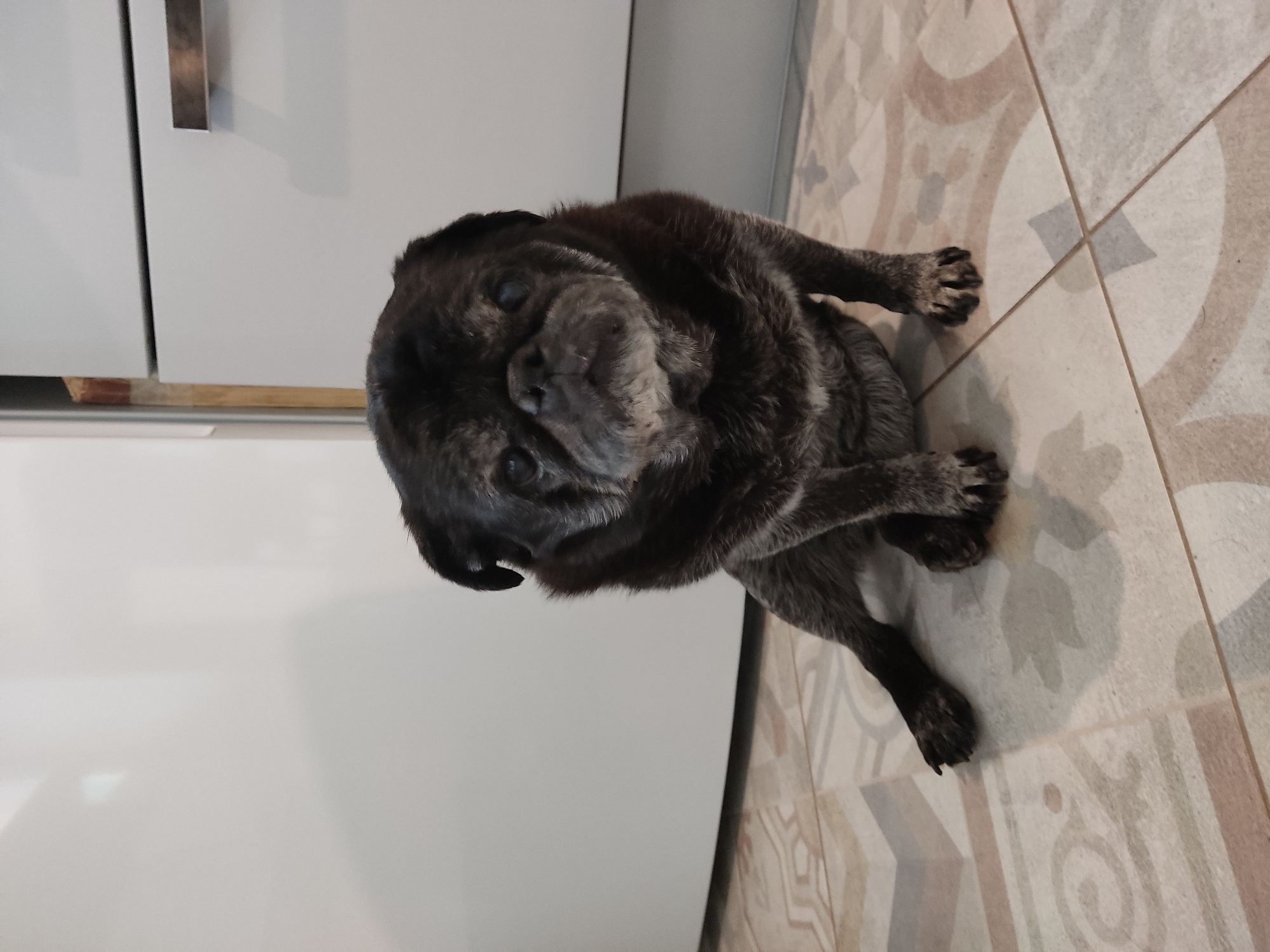 A black pug dog is sitting on a tiled floor in a room. The pug is facing the camera and has its head tilted slightly to the left. The dog's fur is dark and appears to be slightly graying around its muzzle and eyes, suggesting it may be an older dog. Its eyes are dark and alert, and its wrinkled face is characteristic of the breed.
The dog is positioned on a floor with square tiles in a neutral color palette of beige, tan, and light gray, featuring decorative patterns. To the left of the dog, there is a section of what appears to be a white cabinet or appliance, with a brushed metal handle visible. The lighting in the room suggests it is daytime, with the light source casting a soft shadow from the dog onto the floor. There is no visible text in the image. The overall impression is a domestic setting, likely a kitchen or hallway, where the pug is resting. The dog's posture and expression do not convey any strong emotion, appearing relaxed and observant.