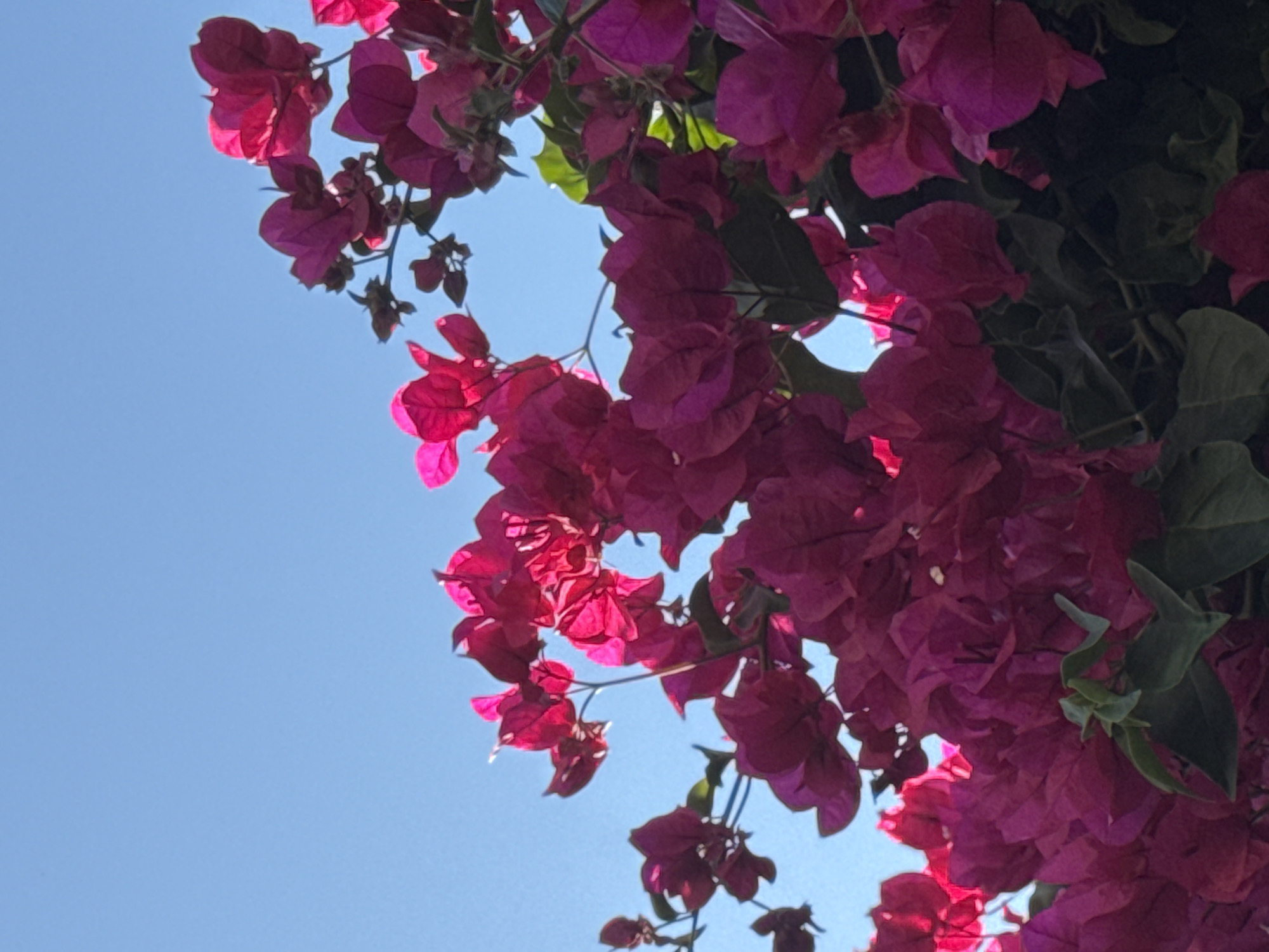 A close-up, low-angle view shows a cluster of vibrant fuchsia bougainvillea flowers against a clear blue sky. The bougainvillea is in full bloom, with numerous papery bracts creating a dense display of color. Some of the bracts are backlit by the sun, giving them a translucent, glowing appearance. Green leaves are interspersed among the flowers. The image appears to have been taken outdoors, likely in a garden or street with bougainvillea growing on a trellis or wall. The specific location in Torrevieja, Spain, cannot be determined from the image alone. There are no people, animals, or man-made structures visible. The focus is entirely on the natural beauty of the flowering plant.