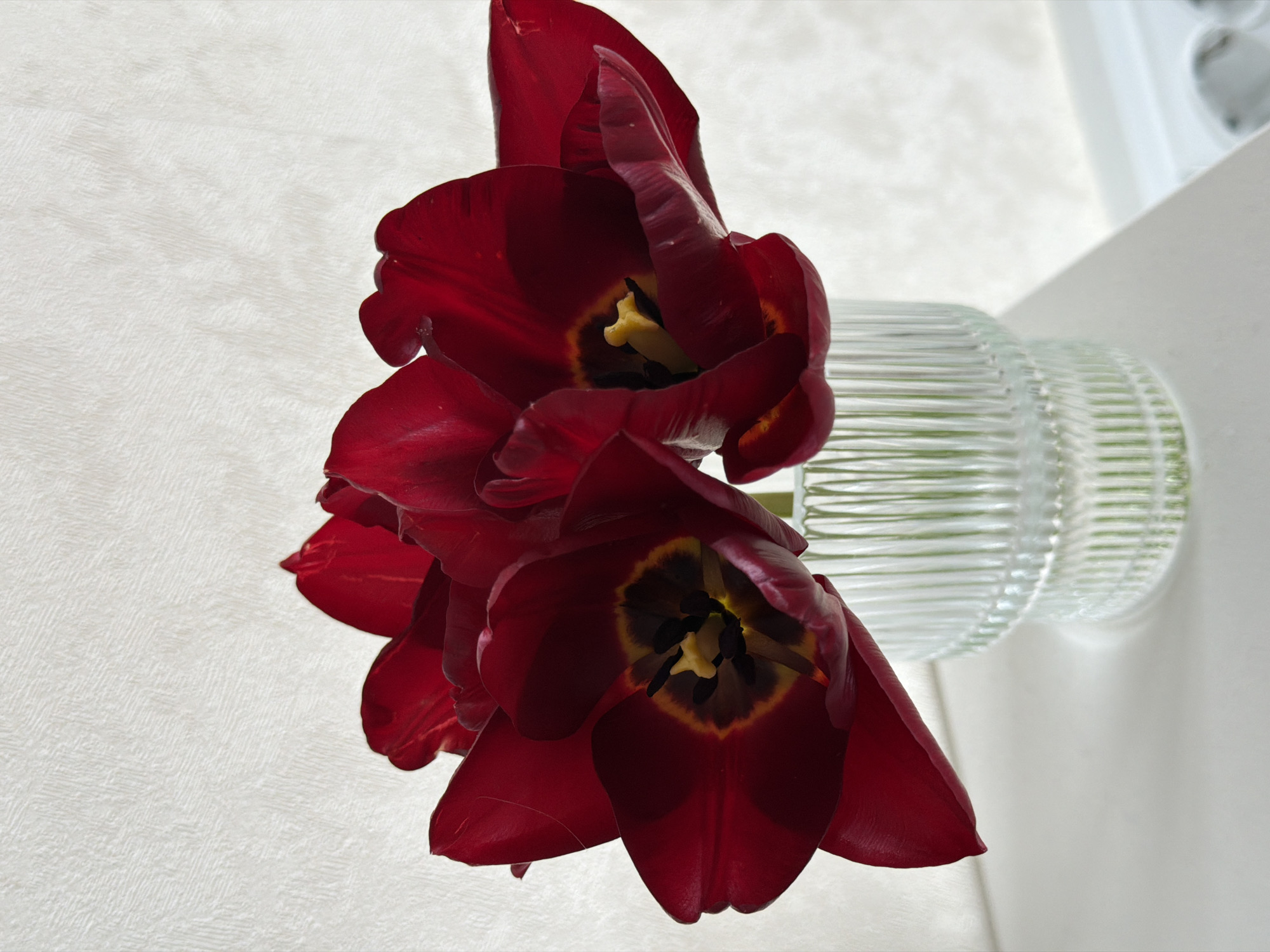 A close-up shot shows two dark red tulips in a clear, horizontally ribbed vase, placed against a white textured surface. The dark centers of the tulips are visible, with black stamens and yellow pollen. The flowers are the primary focus of the image. The background consists of a white textured wall or surface to the left and a white windowsill to the right. The image is well-lit. There is no indication the image was taken in the city of Rossiyskiy, Russia.