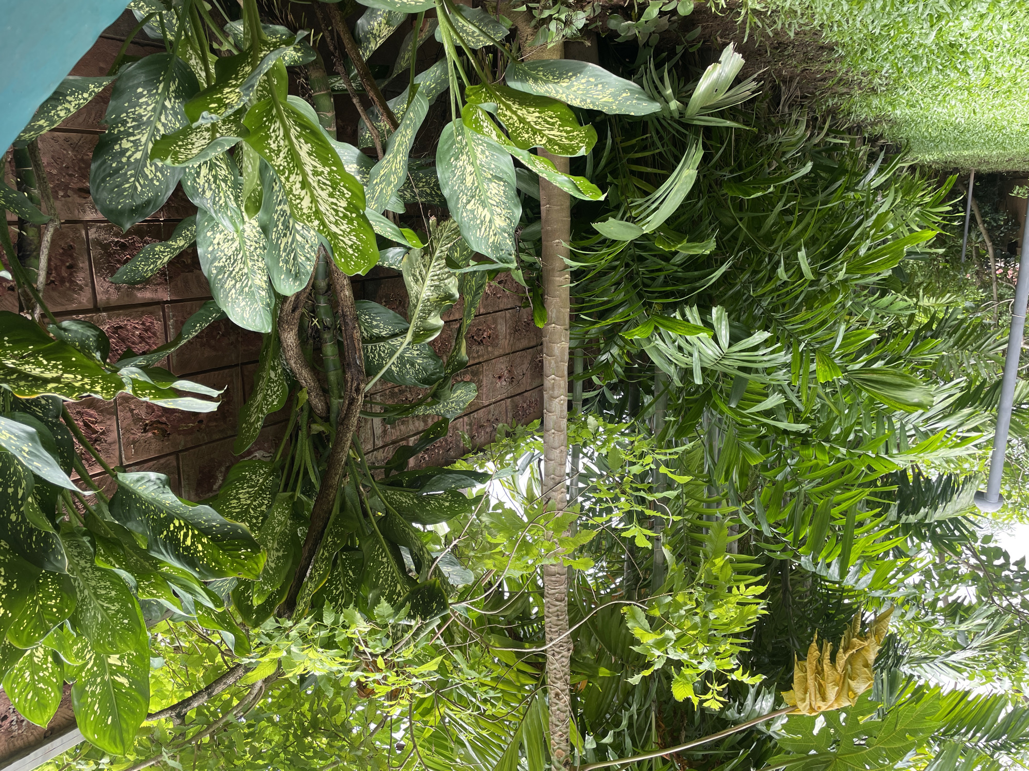 The image shows a lush, tropical garden in Badem, India. The foreground is dominated by vibrant green grass and the leaves of several large, leafy plants with variegated green and white patterns. Behind these plants, a textured, reddish-brown brick wall is visible. A tall, slender tree trunk with a rough, segmented texture stands vertically in the middle of the frame, partially obscured by foliage. To the left, a grey cylindrical object, possibly a lamp post or a pipe, stands next to a dense collection of various green plants, including palm fronds. In the upper left corner, a piece of yellow, tattered fabric hangs from a thin rod, creating a stark contrast with the surrounding greenery. The overall impression is one of a densely vegetated, possibly humid, outdoor environment. There are no people or animals visible in the image.
