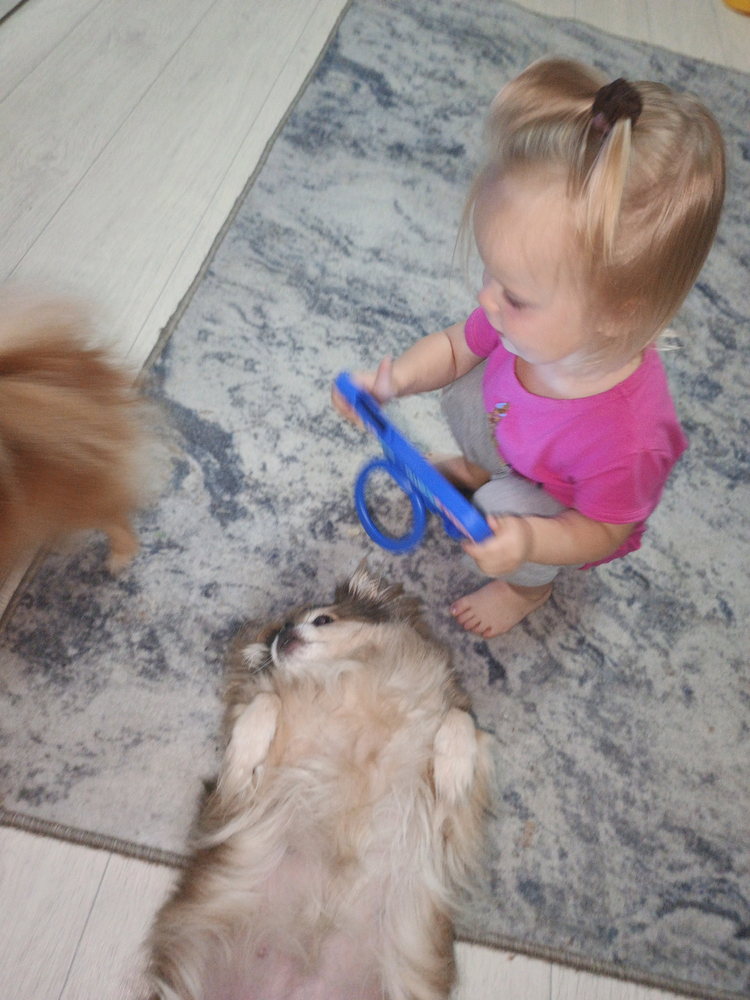 A toddler wearing a bright pink shirt and gray pants is sitting on a rug in a room. The toddler is holding a blue toy in their hands. A small, fluffy dog with light brown fur is lying on its back on the rug next to the toddler. The dog is looking up at the toddler. Another dog, partially visible and out of focus, is also in the frame. The room has light-colored wooden flooring visible on the left side of the image. The scene appears to be indoors, likely in a home. The image was captured in Zlatoust, Russia.