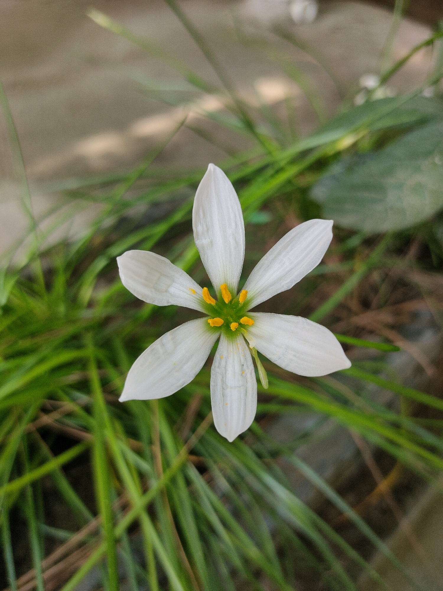 A single white rain lily flower, with six petals and yellow stamens, is in full bloom, centered in the frame. The flower is surrounded by lush green grass and dry leaves, with a blurred background of soil and vegetation. The image was taken in Shumllo Camp, Pakistan.
