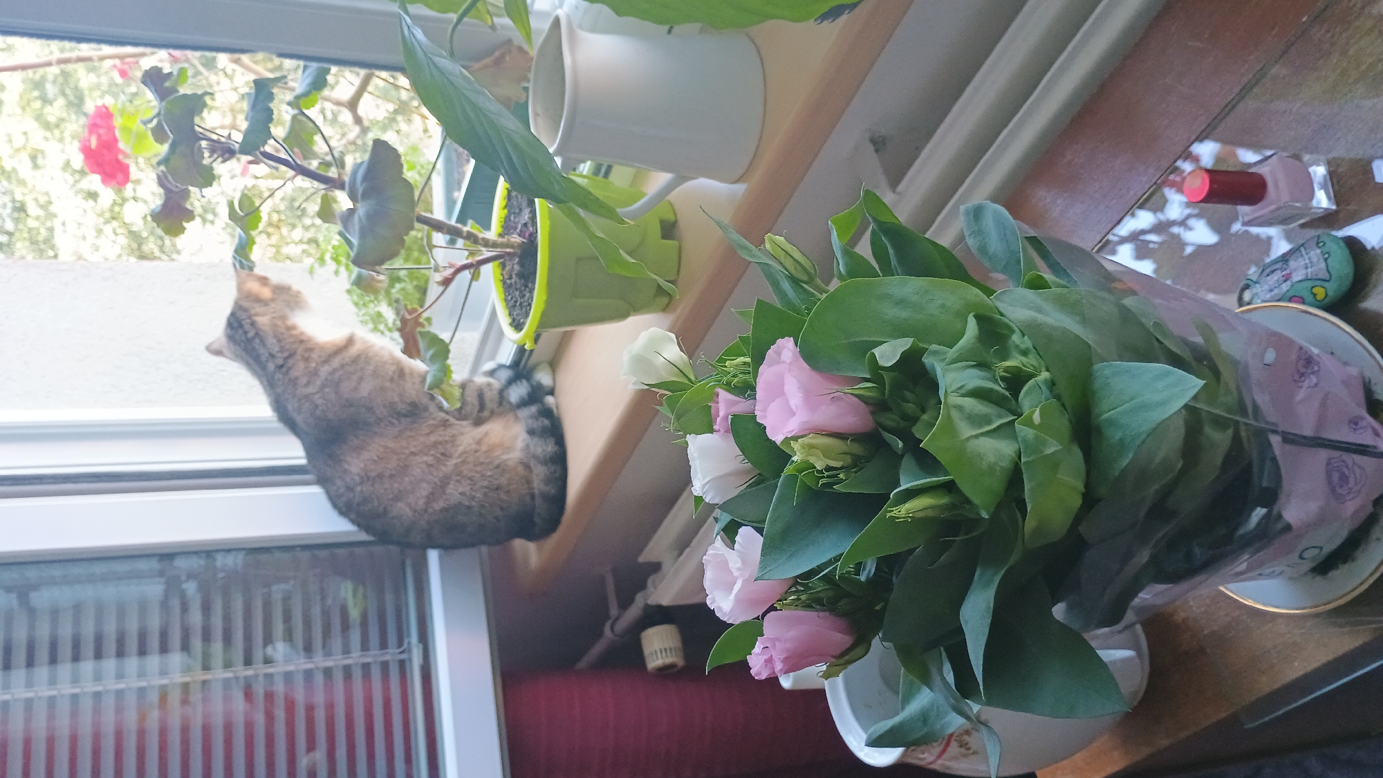 A tabby cat sits on a windowsill, looking out a window. In front of the cat is a bouquet of pink and white flowers in a clear plastic container. On the windowsill are several potted plants and a white pitcher. A radiator is visible below the windowsill. The scene appears to be indoors, in a residential setting, possibly in Sokolov, Czechia, given the context provided. The lighting suggests it is daytime.