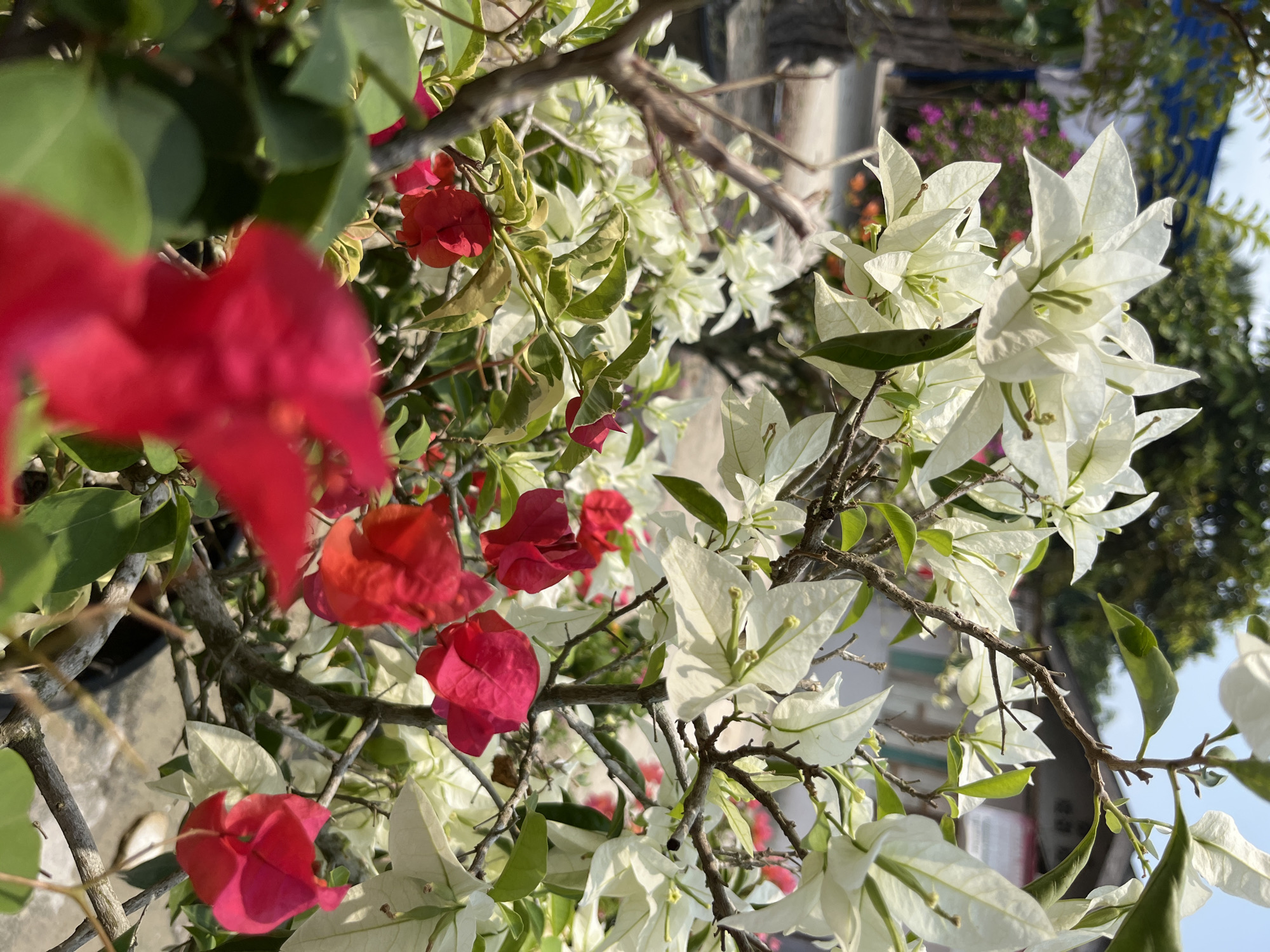 The image shows a close-up of bougainvillea flowers in Teratak Buluh, Indonesia. The flowers are predominantly white and red, with some green leaves and thorny branches visible. The background is blurred but appears to be an outdoor setting with hints of buildings and other greenery. There are no people or animals in the image. The focus is on the vibrant colors and delicate structure of the flowers.