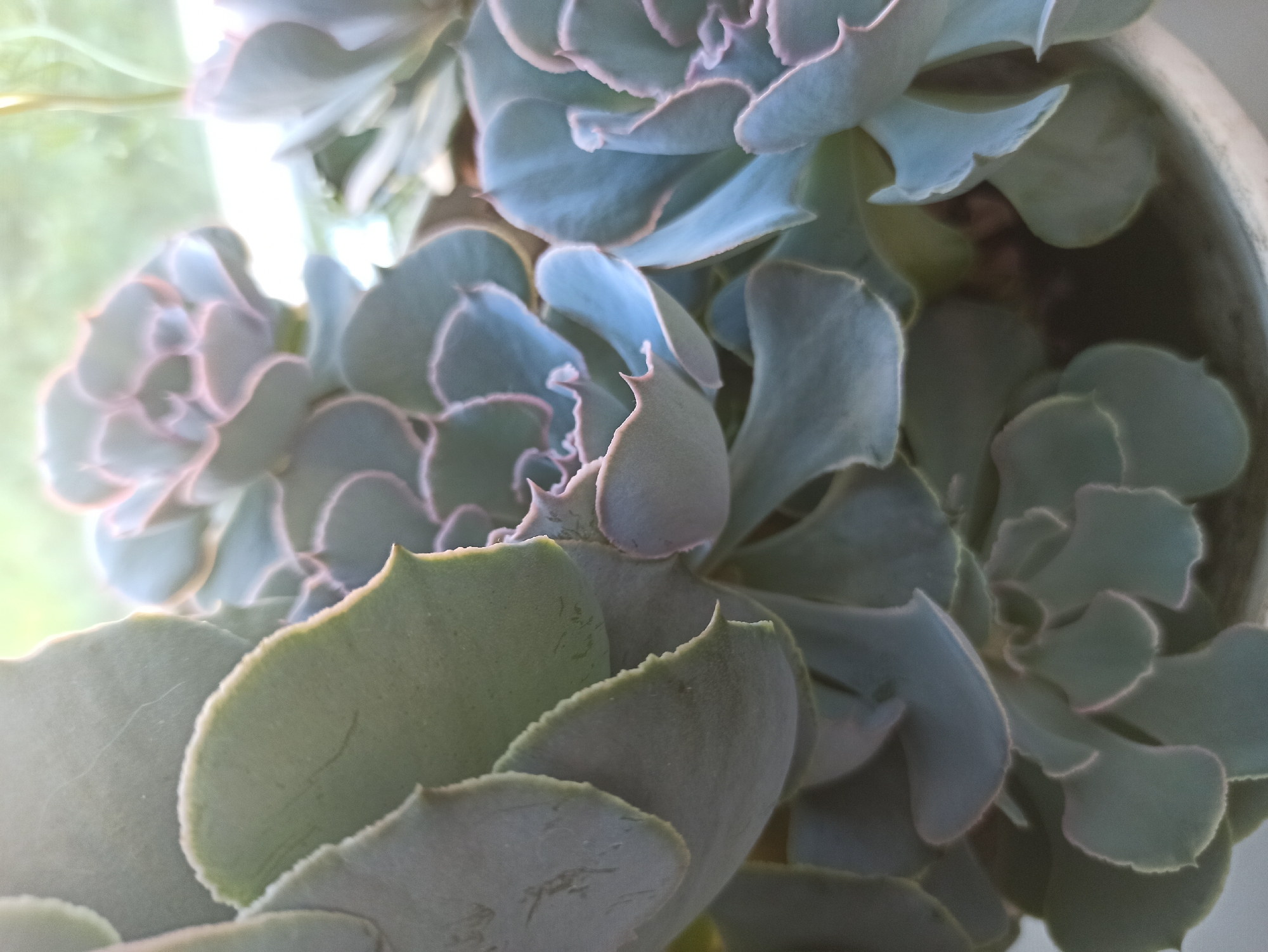 The image displays a close-up view of a succulent plant, likely an Echeveria variety, with its characteristic rosette-shaped arrangement of thick, fleshy leaves. The leaves are a dusty blue-green color with subtle pinkish edges, and some appear to have a fine, powdery coating. The lighting suggests it is daytime, with soft light illuminating the leaves and creating subtle shadows. The background is out of focus, hinting at an outdoor or window setting with diffused light. There is no indication of the city of Promyshlennaya, Russia, in the image itself. The scene is static and focuses solely on the botanical subject.