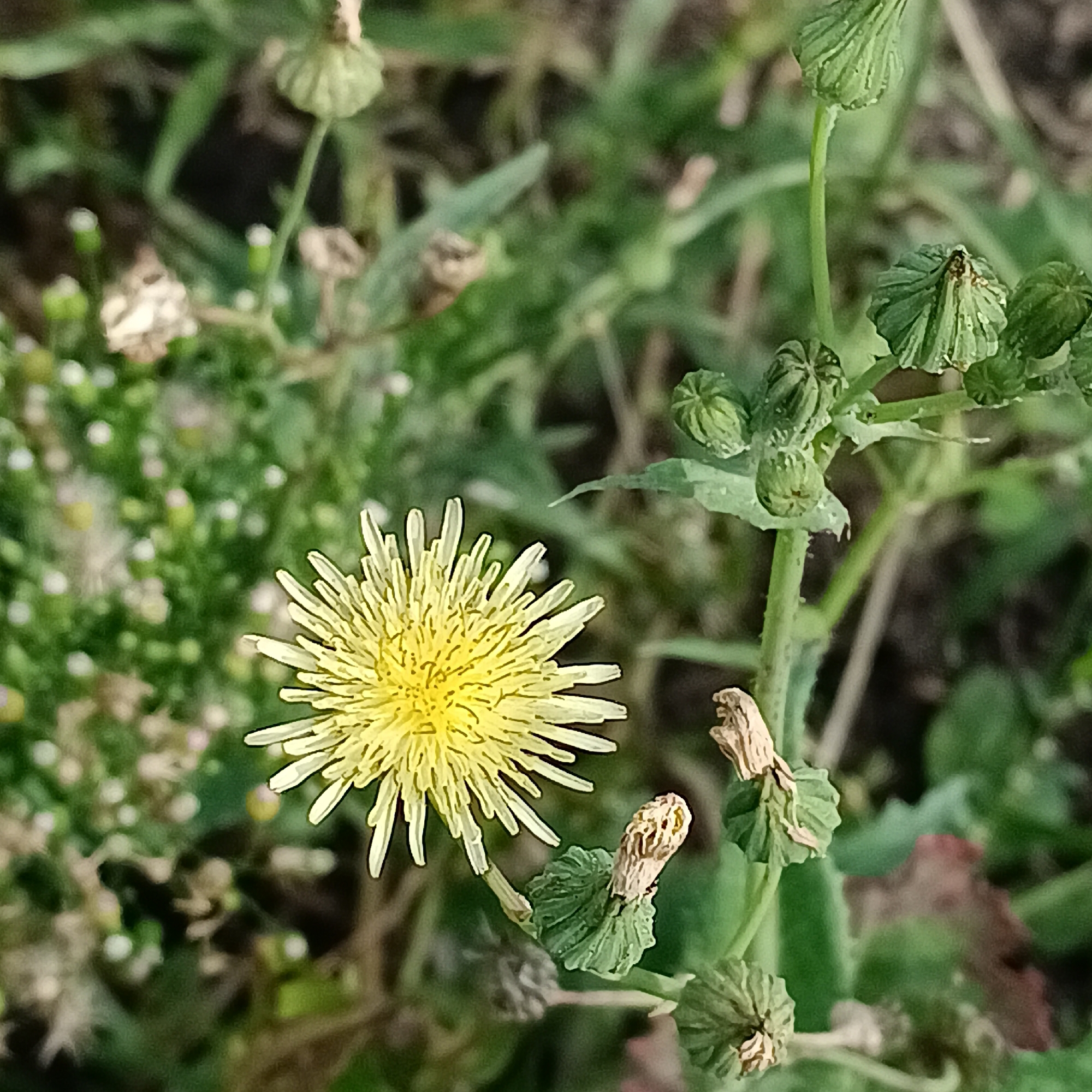The image shows a close-up of a yellow dandelion flower in full bloom. The flower has numerous ray florets radiating from a central disk. It is surrounded by green foliage and some unopened flower buds that are green and ribbed. There are also some dried seed heads and spent flowers visible, adding to the natural, wild setting. The background is blurred, suggesting a shallow depth of field, and it consists of out-of-focus green vegetation. The lighting appears to be natural daylight, casting soft shadows. This image was captured outdoors, likely in a field or garden, and depicts a common wild plant in a natural state. No people or man-made structures are visible. The location of Rozhdestveno, Russia, is provided, suggesting this is a scene from that geographical area, but no specific landmarks or urban features are depicted.