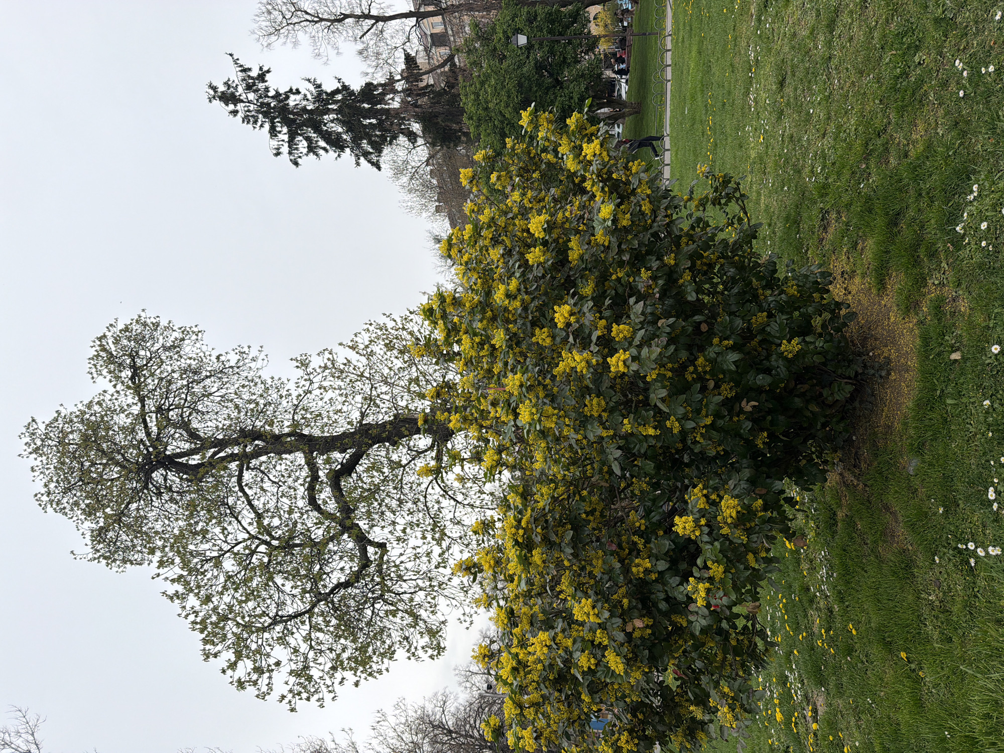 The image captures a scene in a park in Sofia, Bulgaria. In the foreground, there is a flowering shrub with vibrant yellow blossoms. To the left of the shrub is a bare tree with visible branches. The background includes a green lawn with scattered white daisies, other trees, and a glimpse of buildings. People are walking in the background near the park. The sky is overcast.