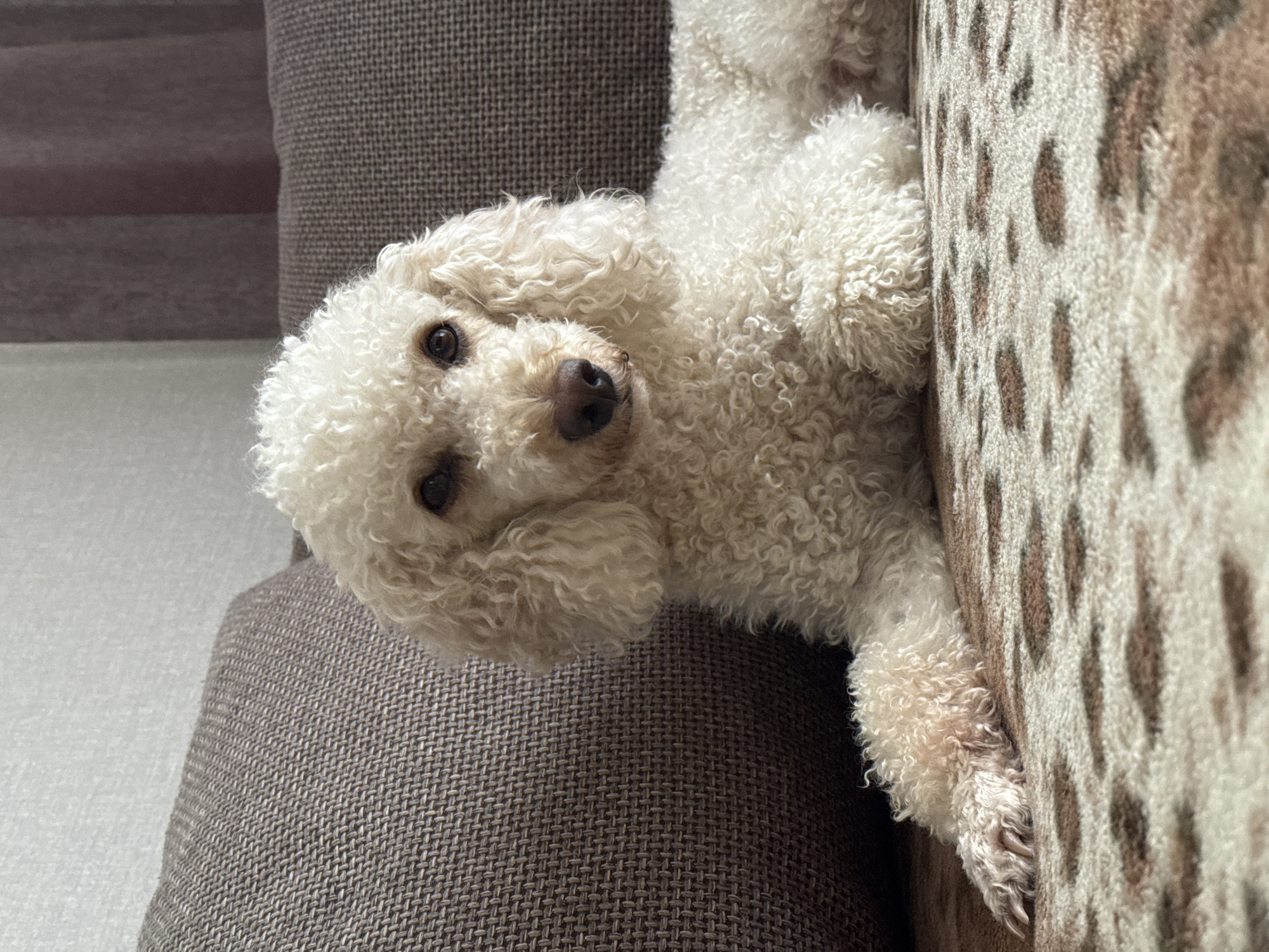 A white poodle dog is lying on a sofa with a patterned blanket. The dog has curly fur and dark eyes. The sofa is upholstered in a textured brown fabric, and a pillow is visible behind the dog. The blanket has a leopard-print pattern in shades of brown and beige. The background shows a wall and curtains, suggesting an indoor setting. The image does not provide any information about the location in Pavlodar, Kazakhstan.