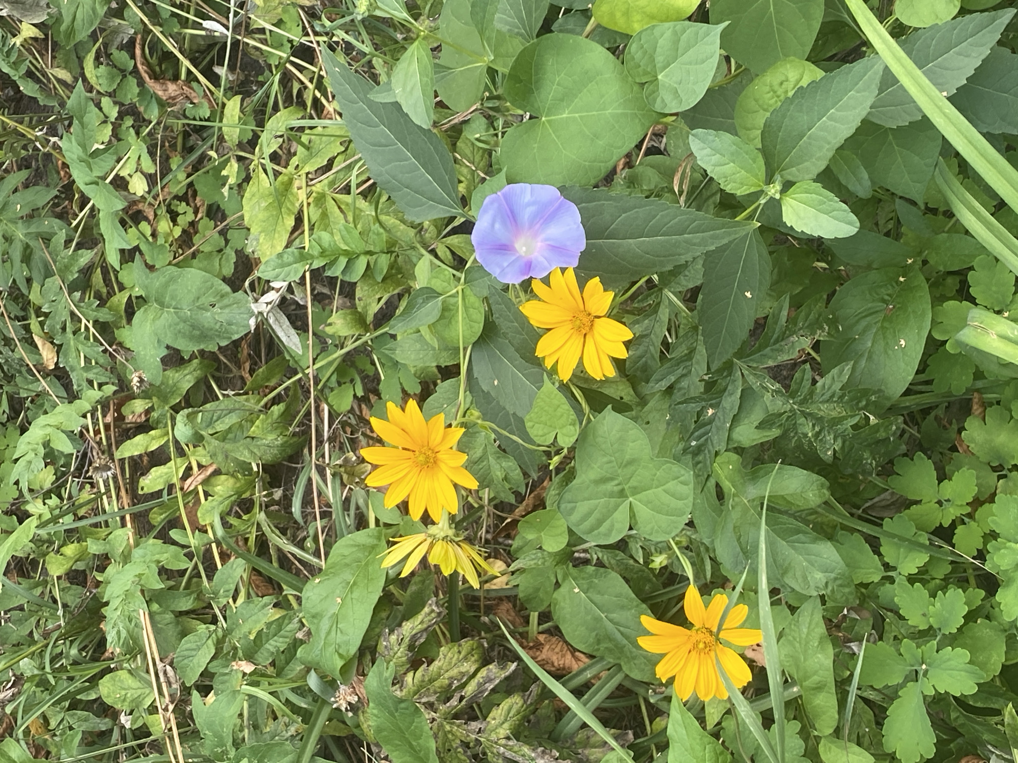 The image displays a close-up, eye-level view of a patch of greenery in Poltava, Ukraine, featuring a mix of yellow and one purple flower amidst lush foliage. The environment is naturalistic, with various types of leaves and stems creating a dense ground cover. There are at least four yellow flowers, one of which is partially obscured and appears to be a different variety than the others. Three of the yellow flowers are in full bloom with distinct petals, and one is shown from the side, revealing its bud-like structure. A single, trumpet-shaped purple flower, likely a morning glory, is situated to the right of center. The vegetation includes large, heart-shaped leaves, as well as smaller, lobed leaves and grass-like blades. The overall impression is one of a wild or untended garden area, likely outdoors. No people or animals are visible, and no man-made structures are present. The lighting suggests it is daytime, possibly overcast given the diffused illumination.