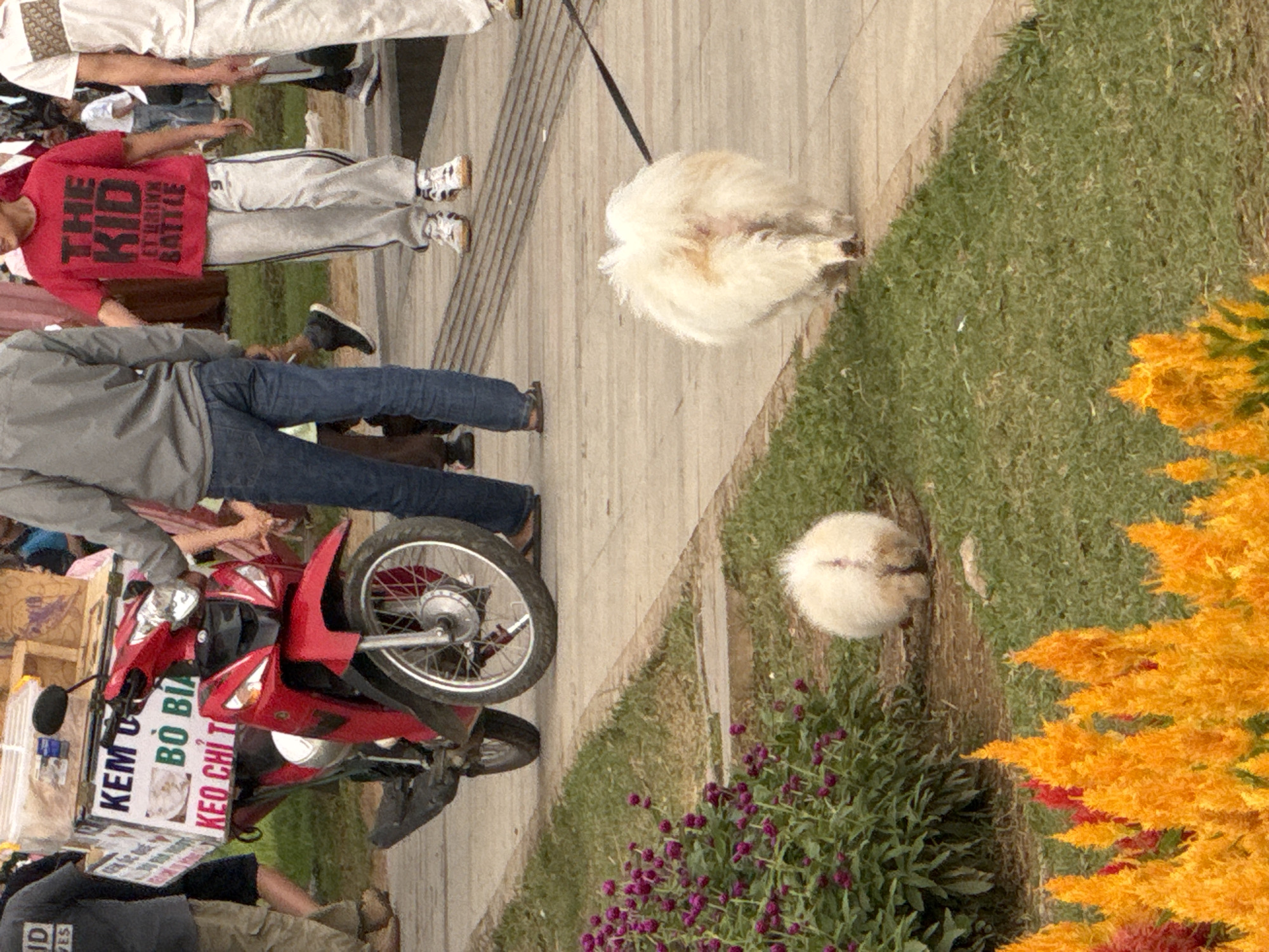 A bright red motorcycle is parked on a concrete pathway. A white fluffy dog on a leash walks away from the motorcycle. A few people are visible in the background. The scene appears to be in Da Lat, Vietnam, as indicated by the text on the motorcycle. The text on the side of the motorcycle, in Vietnamese, advertises "KEM U", "BO BIA", and "KEO CHI TI", which translate to "ice cream", "sausage", and "sugar candy" respectively, suggesting the motorcycle is used as a mobile vendor. The motorcycle is decorated with a white box on the back that holds the goods. The dog is walking on a grassy area next to the pathway. There are flowers in the foreground and midground of the image. The overall scene depicts a typical streetscape in Vietnam, with a focus on the vendor motorcycle and the dog.
