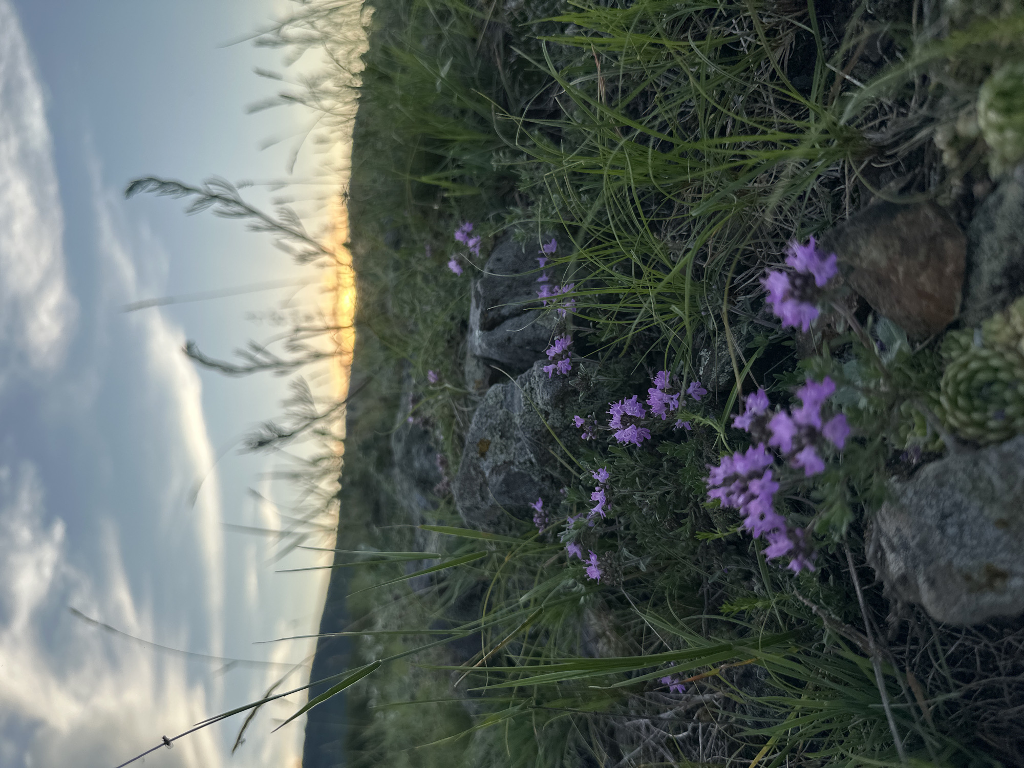 A low-angle shot captures a grassy, rocky field at dusk. The foreground is dominated by a cluster of small, purple wildflowers in focus, with blades of green grass and several rocks scattered around them. In the background, tall grass and thin stalks of vegetation blur into a hazy silhouette against a pale blue sky. Wispy clouds are visible, and a warm glow on the horizon indicates the setting sun. The overall impression is one of natural beauty at the close of day, with a sense of quietude and subtle color.