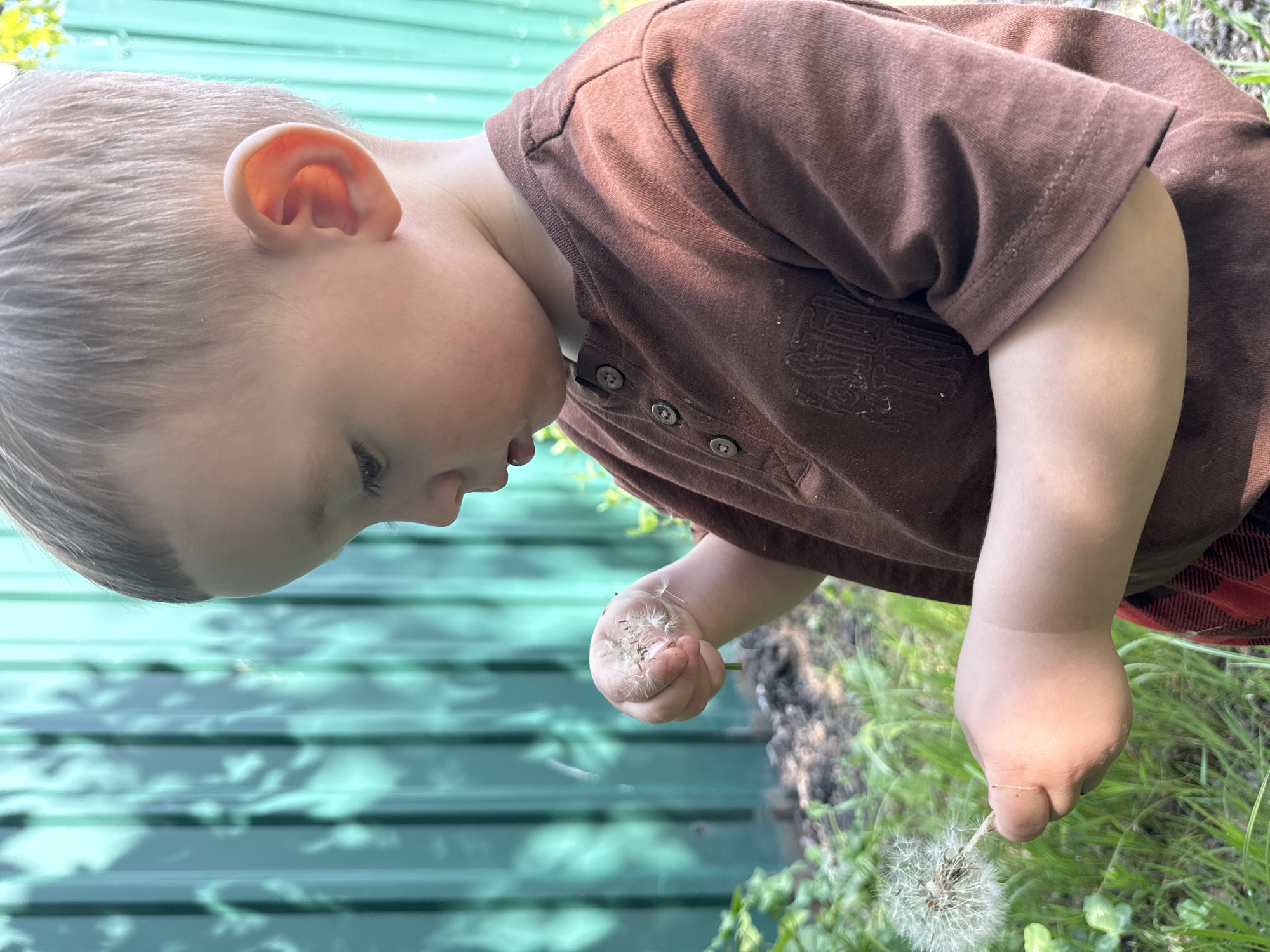 A young child, likely a toddler or preschooler, is depicted outdoors, intently focused on dandelions. The child has light-colored hair and fair skin, with a profile view showing their right ear and part of their face. They are wearing a short-sleeved, collared brown t-shirt with a three-button placket. Faint, decorative patterns or text are visible on the shirt's front, though illegible. A small portion of red and black plaid clothing, possibly shorts or pants, is visible near the child's right side.
The child's left hand is cupped, holding a cluster of white dandelion fluff. Their right hand is positioned above a full, fluffy white dandelion on the grassy ground, suggesting they are either interacting with it, about to pick it, or observing it closely. The ground consists of green grass and patches of dark soil. In the background, a light teal or green slatted structure, possibly a fence or wall, is visible, with soft shadows of leaves cast upon it.
The scene is brightly lit by natural daylight, indicating a sunny day. The child's posture and gaze convey deep concentration and curiosity as they engage with the dandelions. The location context for this activity is Akulovo (Gp Kubinka), Russia.