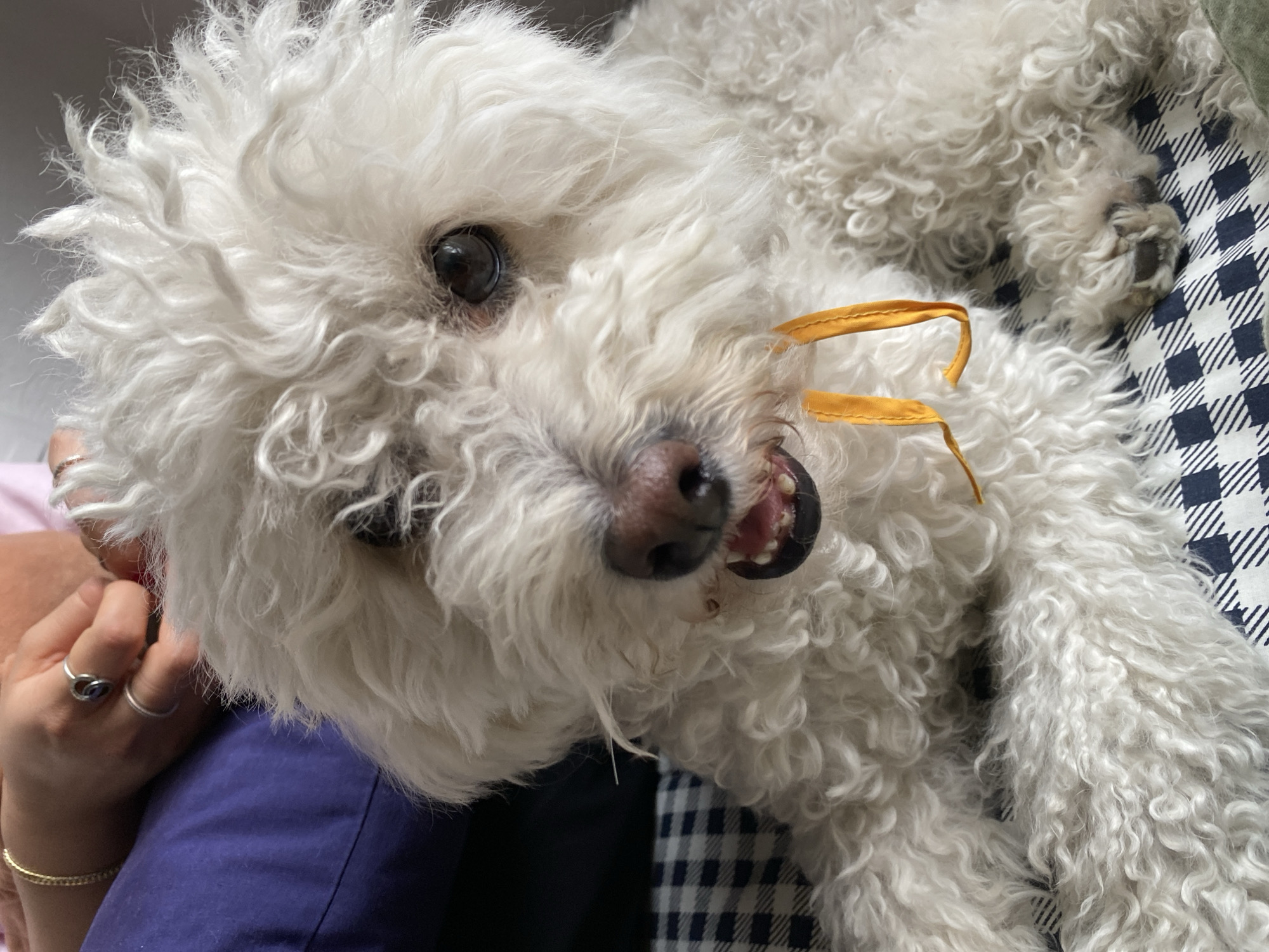 A white, curly-haired dog is lying on a blue and white checkered surface. The dog is close to the camera, with its head tilted slightly upward. The dog's nose is pink and black, and its teeth are visible. A thin yellow strip is near the dog's mouth. A person's hand is visible on the left side of the frame, wearing several rings. The person is sitting on a blue cushion. The location is Unknown, Unknown.