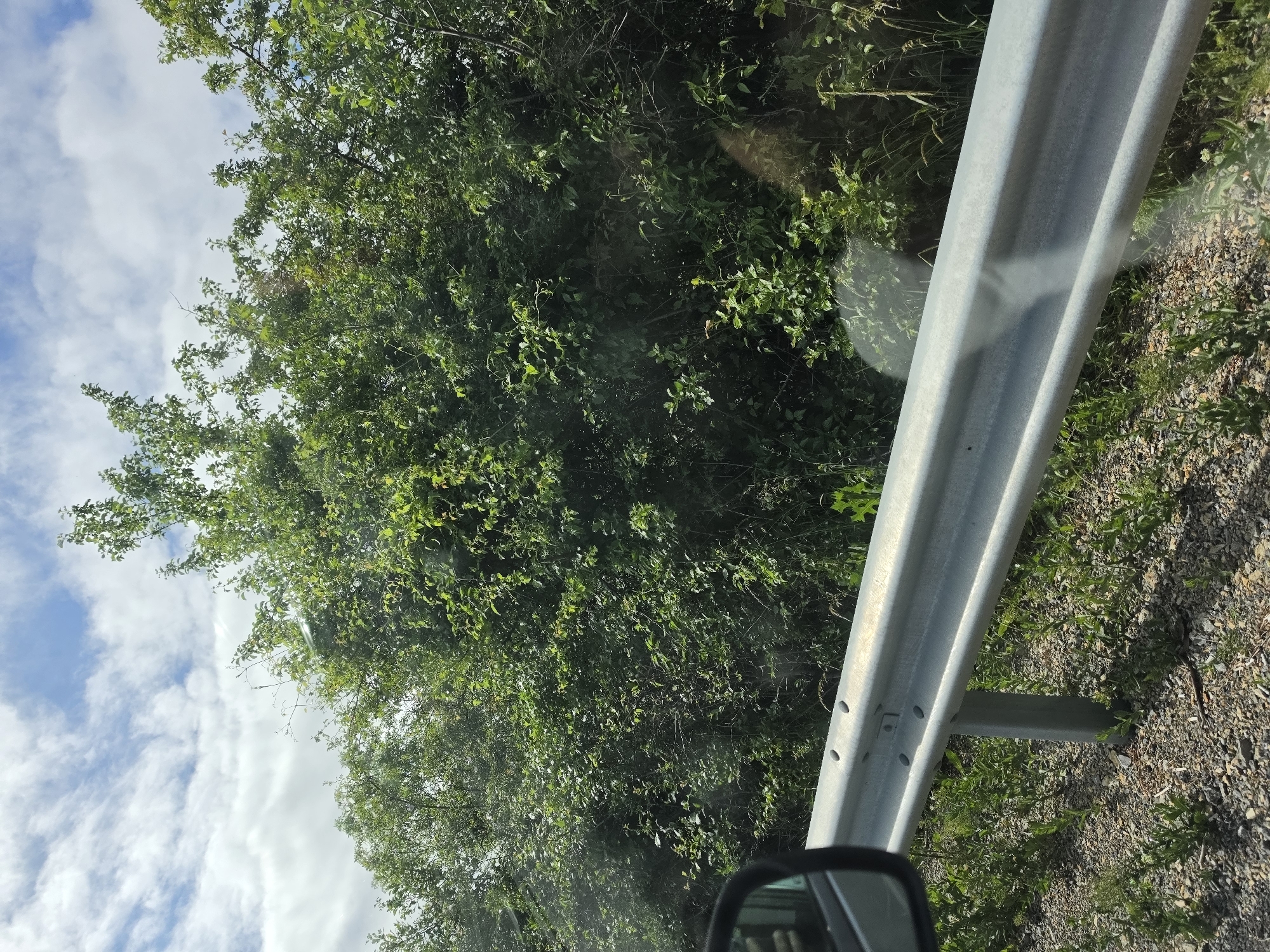 This image, taken from a vehicle's side window, depicts a vibrant daytime scene in Dragichevo, Bulgaria. The central and upper left portions of the frame are dominated by a dense expanse of lush green foliage, composed of various trees, bushes, and vines. The vegetation appears thick and natural, suggesting a roadside alongside a forested or overgrown area.
Running diagonally across the right side of the image is a silver-grey metal guardrail, indicating the presence of a road or highway. The guardrail shows a slight indentation and is supported by a visible vertical post embedded in the gravel and dirt ground of the shoulder. A small section of a vehicle's side mirror is visible in the bottom right corner, reinforcing the perspective from inside a car.
The upper left section of the image reveals a bright blue sky with scattered white, fluffy clouds, suggesting clear and fair weather conditions during the day. No discernible text is visible in the image.