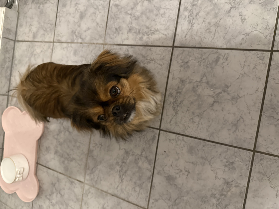 An indoor scene in Vellmar, Germany, displays a small, brown and tan colored dog with medium-length fur positioned centrally on a light gray tiled floor. The dog is looking directly upwards. Its fur is darker brown on its head and back, with lighter tan or cream fur visible around its muzzle, chest, and ears. Its mouth is slightly open, revealing some lower teeth. To the upper left of the dog, a light pink, bone-shaped mat lies on the tiled floor. A small, white ceramic bowl with a decorative relief, possibly a bow, on its side is placed on the pink mat. The floor consists of square, light gray tiles with a subtle marbling pattern and dark gray grout lines.