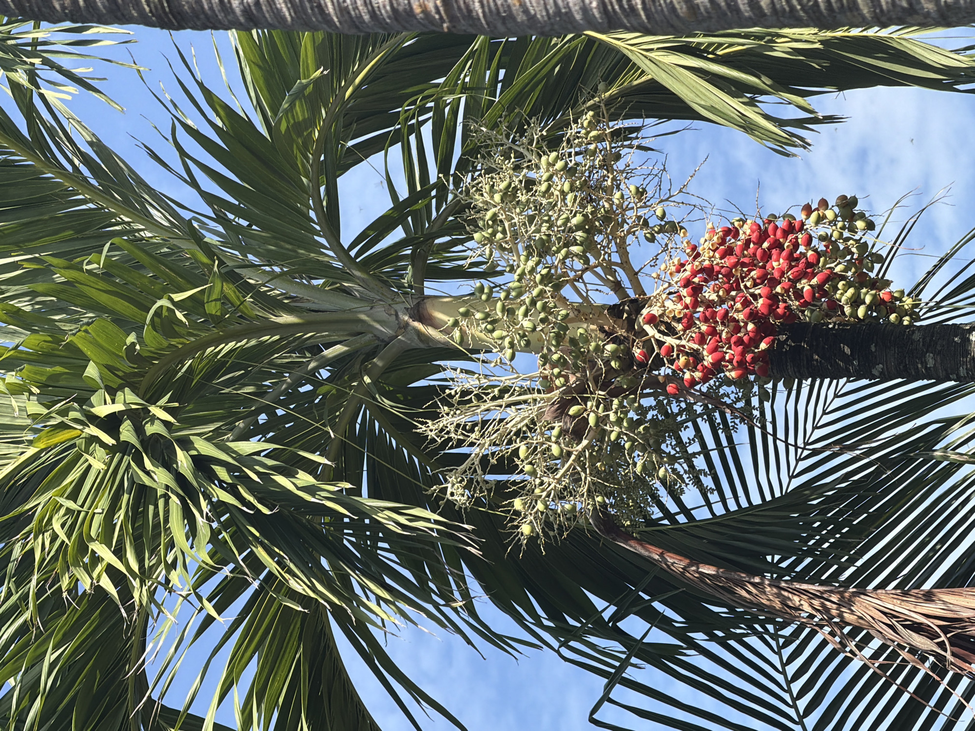 A close-up, low-angle shot captures a palm tree bearing clusters of developing and ripe fruits against a bright blue sky with sparse white clouds. The trunk of the palm is visible on the left side of the frame, with its rough, textured bark. Large, green fronds fan out from the top, some casting shadows on others. In the middle of the frame, hanging from a branch, are numerous bunches of small, oval-shaped fruits. Some are a light green, indicating they are still developing, while others have ripened to a vibrant red. A portion of another palm trunk, darker and more textured than the first, is visible on the right edge of the image, framing the scene. The image appears to have been taken outdoors during daylight hours, likely in a tropical or subtropical environment. Based on the provided location, this scene is situated in the city of Đông Ninh Hòa, Vietnam, a coastal region known for its palm trees and tropical climate.