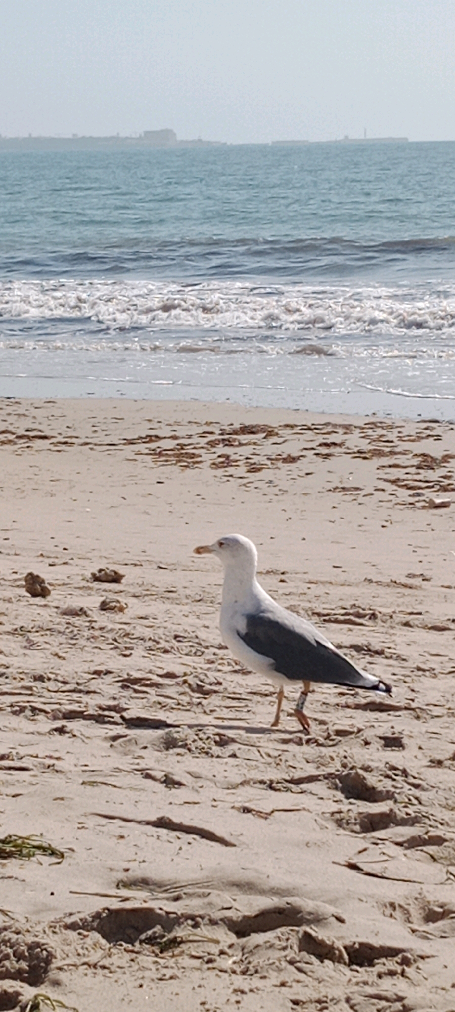 A seagull stands on a sandy beach in Costa Oeste, Spain. The seagull is mostly white with gray wings and an orange beak and legs. It has a band on its left leg. In the background, waves crash on the shore, and the ocean stretches to the horizon where a distant city skyline is visible. The sand is a light brown color and has some debris scattered on it, including seaweed. The sky is clear and pale blue.