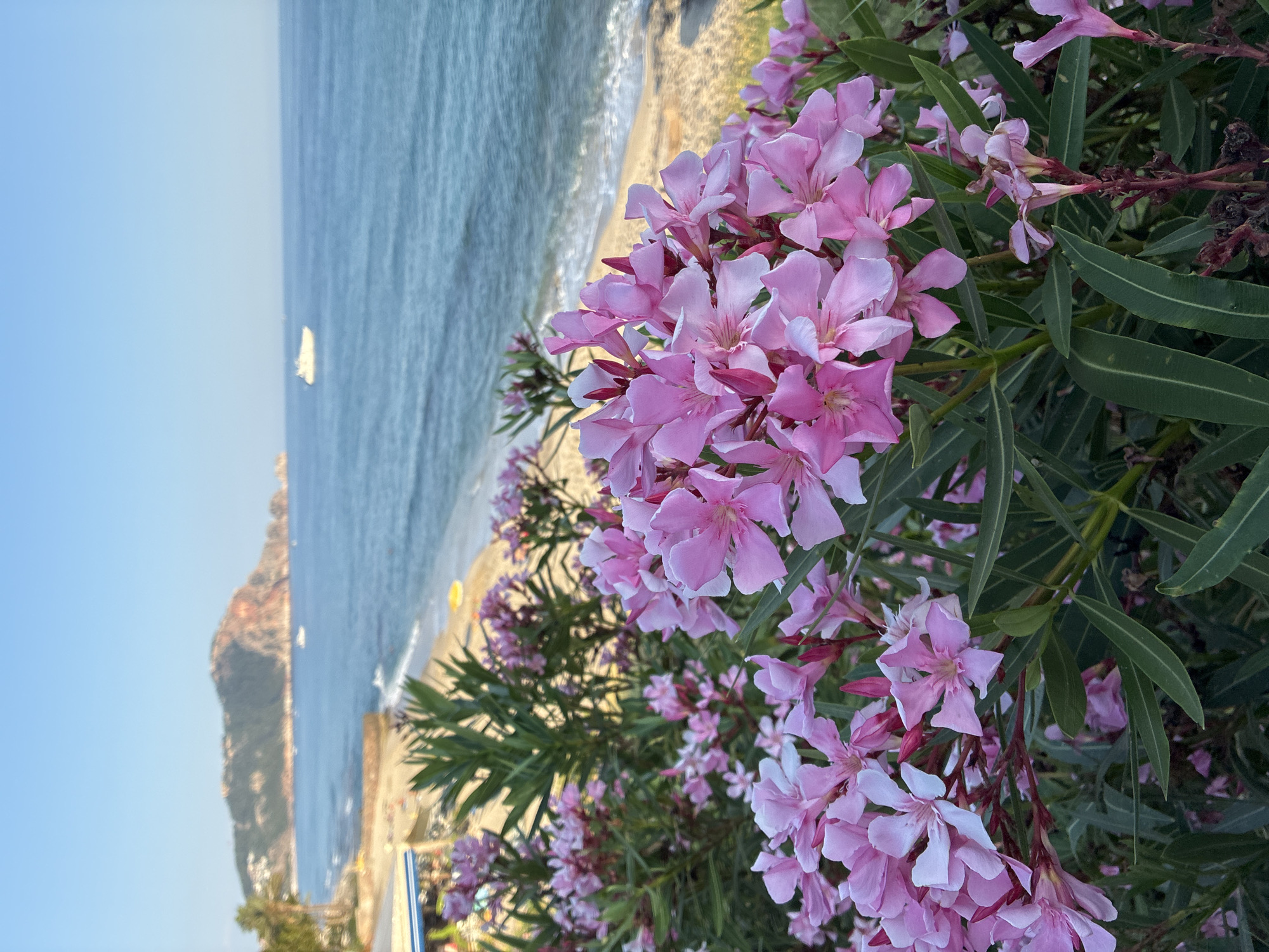 A vibrant cluster of pink oleander flowers dominates the foreground of this image, their delicate petals and green leaves sharply in focus. Behind them, a sun-drenched beach slopes down to the azure waters of the Mediterranean Sea. In the distance, a white boat cruises on the calm sea, and a rugged, mountainous coastline, characteristic of Alanya, Turkey, stretches across the horizon under a clear blue sky. The scene evokes a peaceful, idyllic coastal atmosphere.
