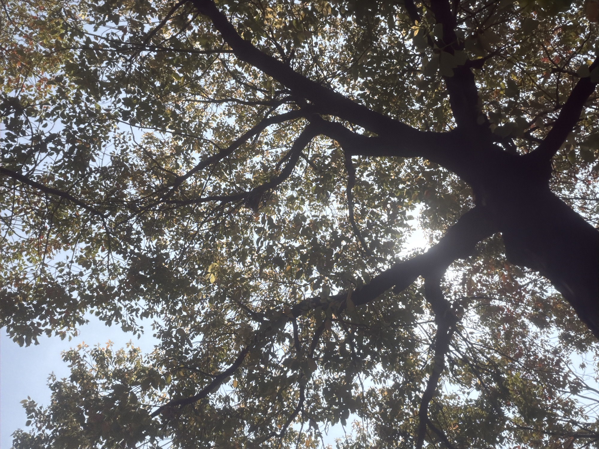 A low-angle shot of a tree with leaves and branches against a light blue sky. The tree is partially silhouetted. The sun is shining through the tree, creating a bright spot in the center. The location is Jiangning District, China. No people are visible.
