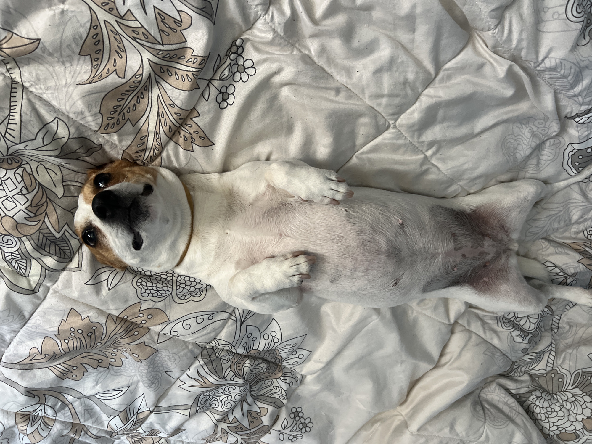 An eye-level, medium shot captures a small, white and tan dog lying comfortably on its back on a patterned bedspread. The dog, which appears to be a terrier mix, has a white body and belly, with tan and brown markings on its head and ears. Its black nose stands out, and its dark, expressive eyes are looking directly at the viewer. All four of its paws are curled inward towards its chest and belly, which is fully exposed, indicating a state of profound relaxation and trust.
The dog is positioned centrally on a white quilted comforter or blanket, which is adorned with a repeating pattern of stylized floral and leaf motifs in shades of brown, tan, and gray outlines. The fabric shows gentle wrinkles and creases, suggesting a well-used and comfortable sleeping surface. The lighting in the indoor setting is soft and even, creating a warm and peaceful atmosphere. The dog's relaxed pose and direct gaze convey contentment and a sense of being at ease in its environment. The scene takes place in Plovdiv, Bulgaria.