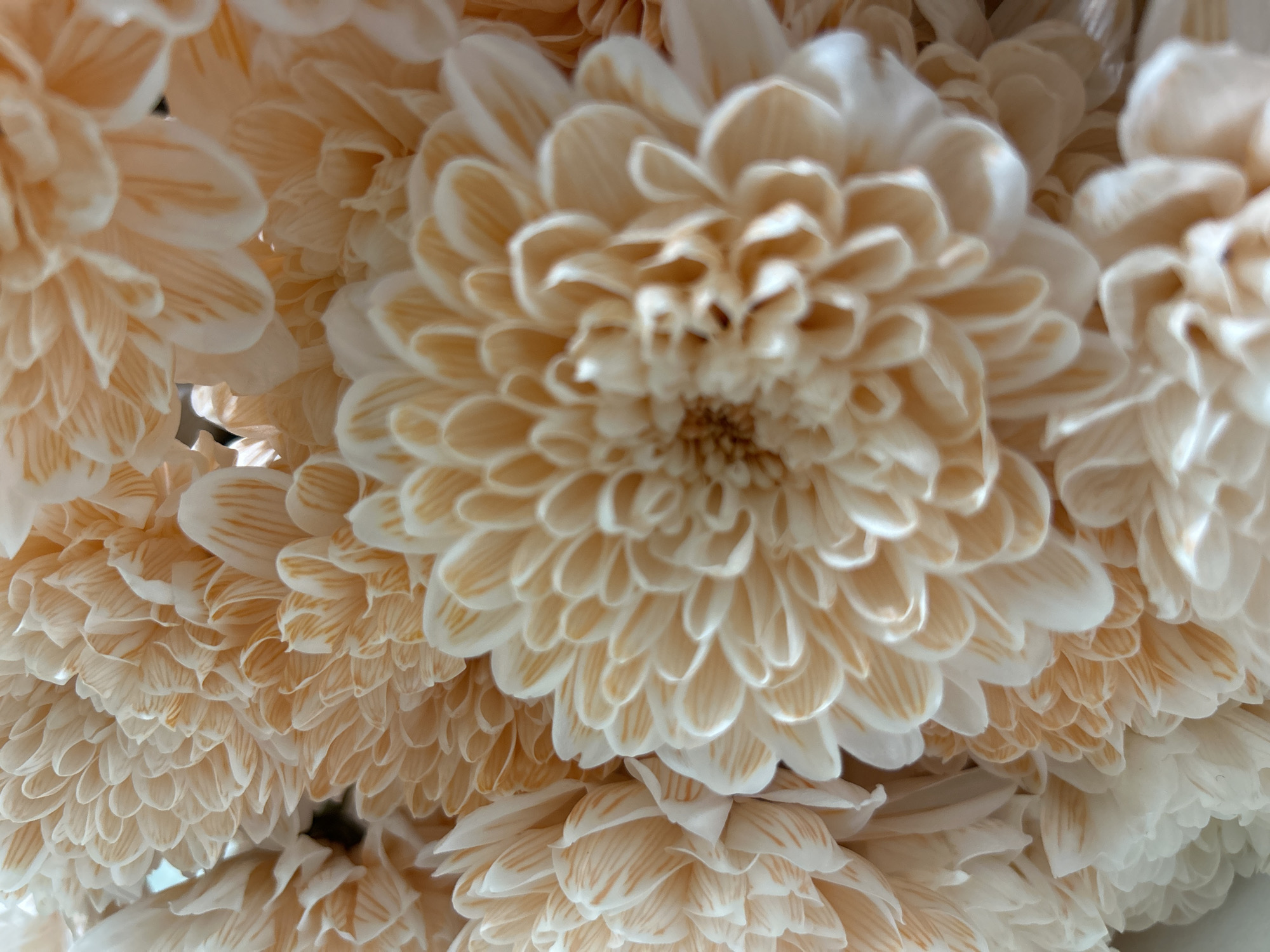 The image shows a close-up of multiple chrysanthemum flowers. The flowers are a creamy white color with a light peach or tan hue. The petals are densely packed, creating a textured, layered effect. The central flower is slightly out of focus. The environment appears to be indoors with soft, indirect lighting. There is no indication of the city of Noviy, Russia, nor any people or actions in the image.